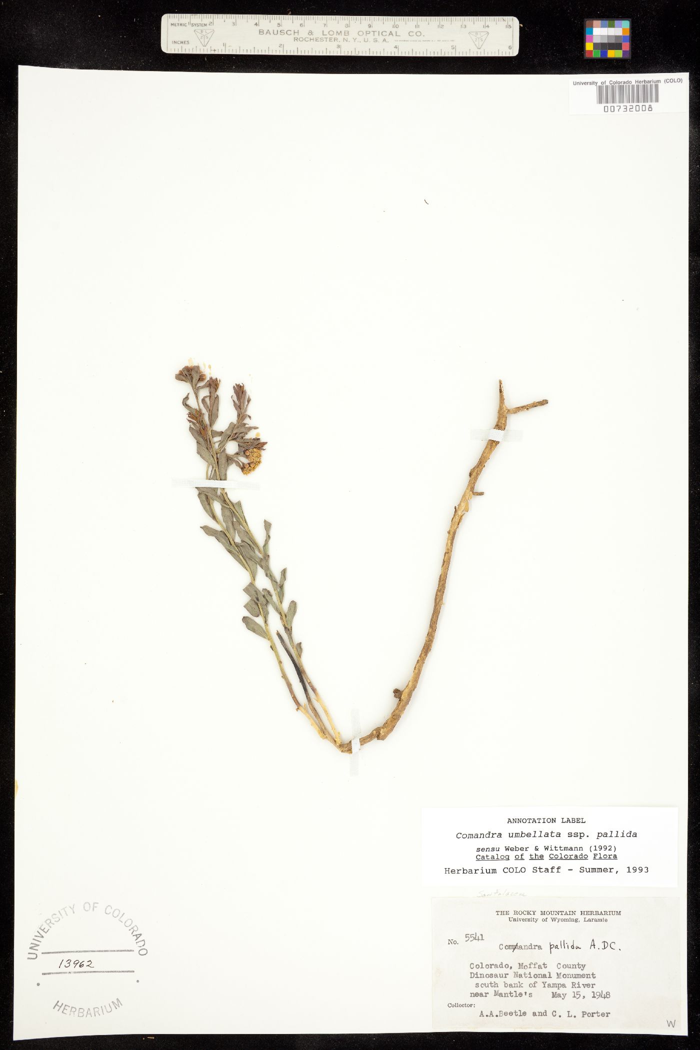 Comandra umbellata ssp. pallida image
