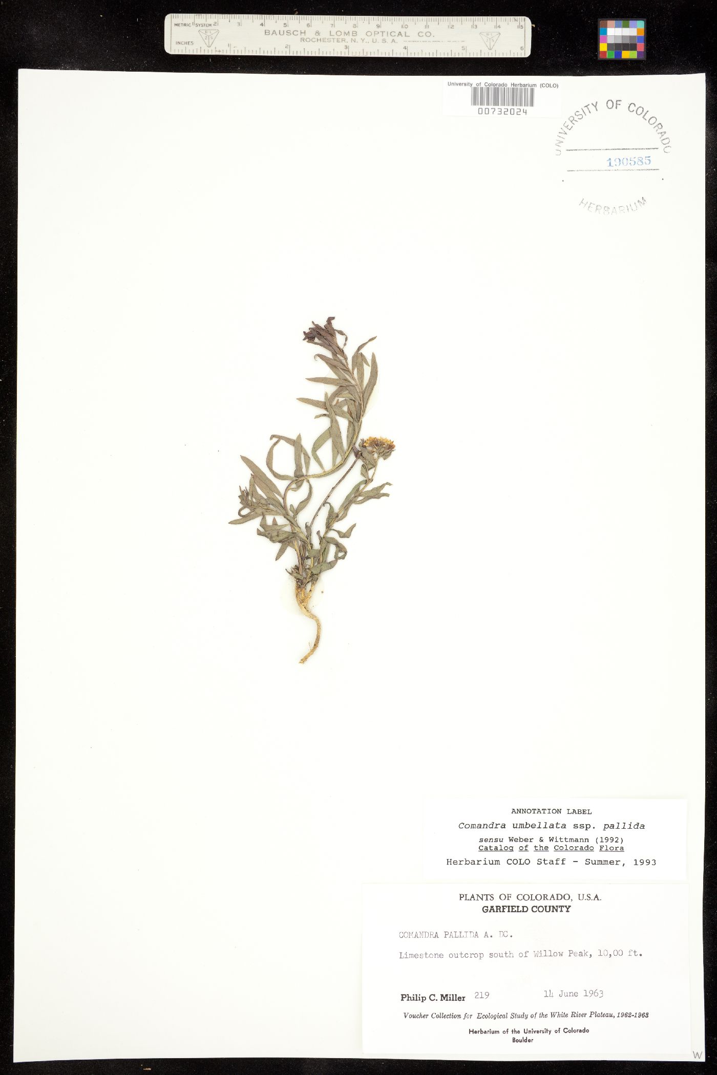 Comandra umbellata ssp. pallida image