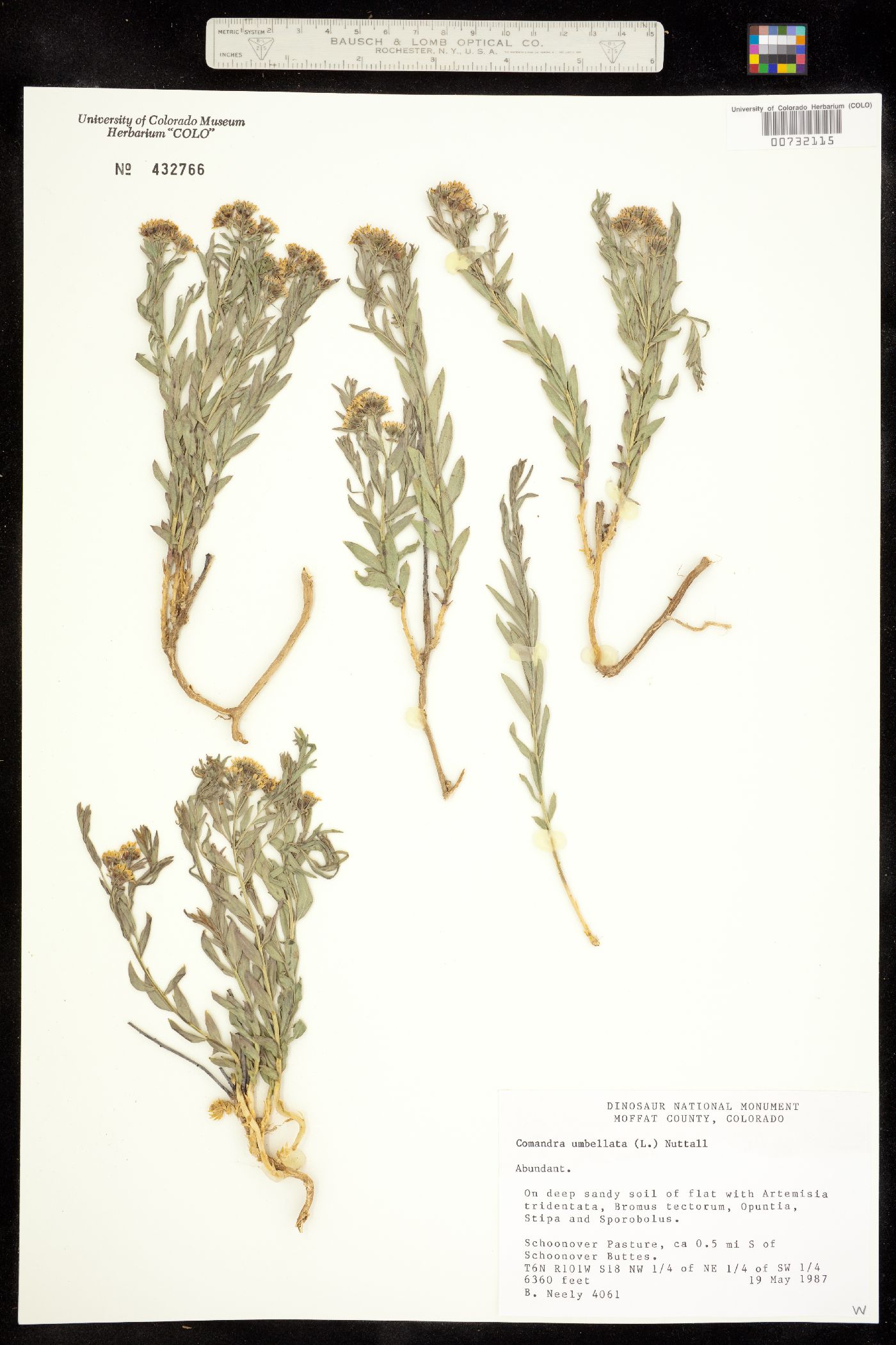 Comandra umbellata ssp. pallida image
