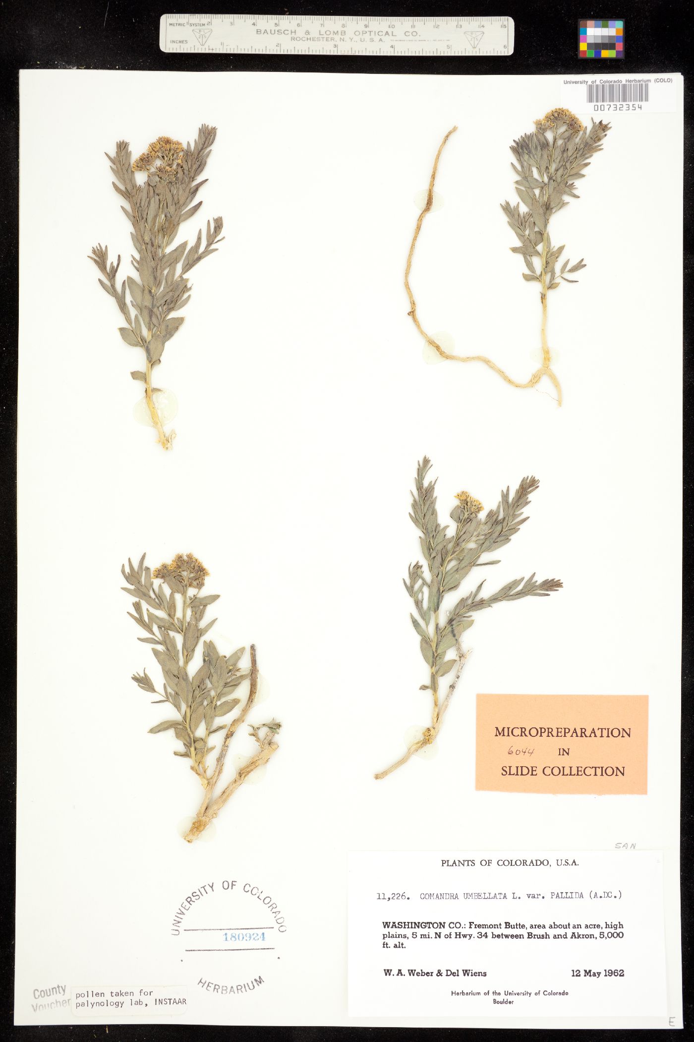Comandra umbellata ssp. pallida image