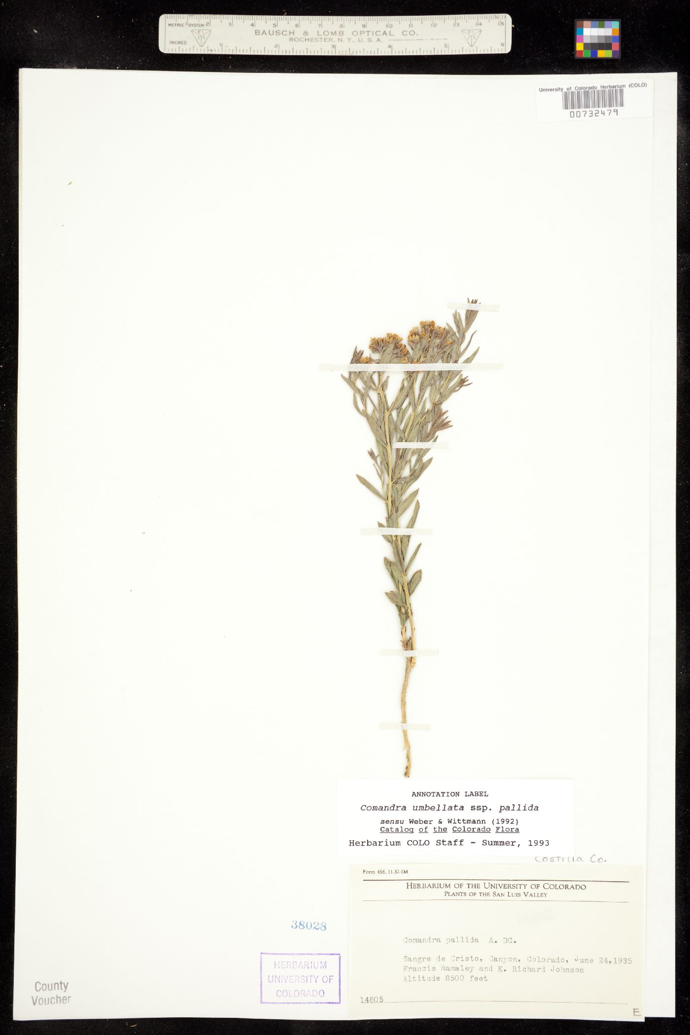Comandra umbellata ssp. pallida image