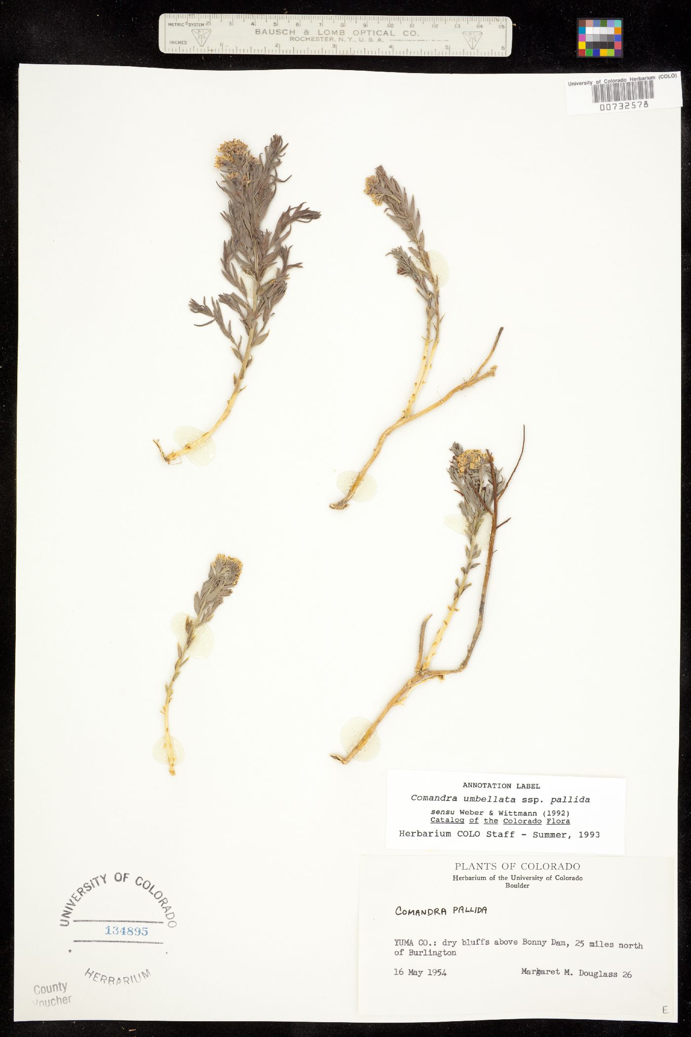 Comandra umbellata image