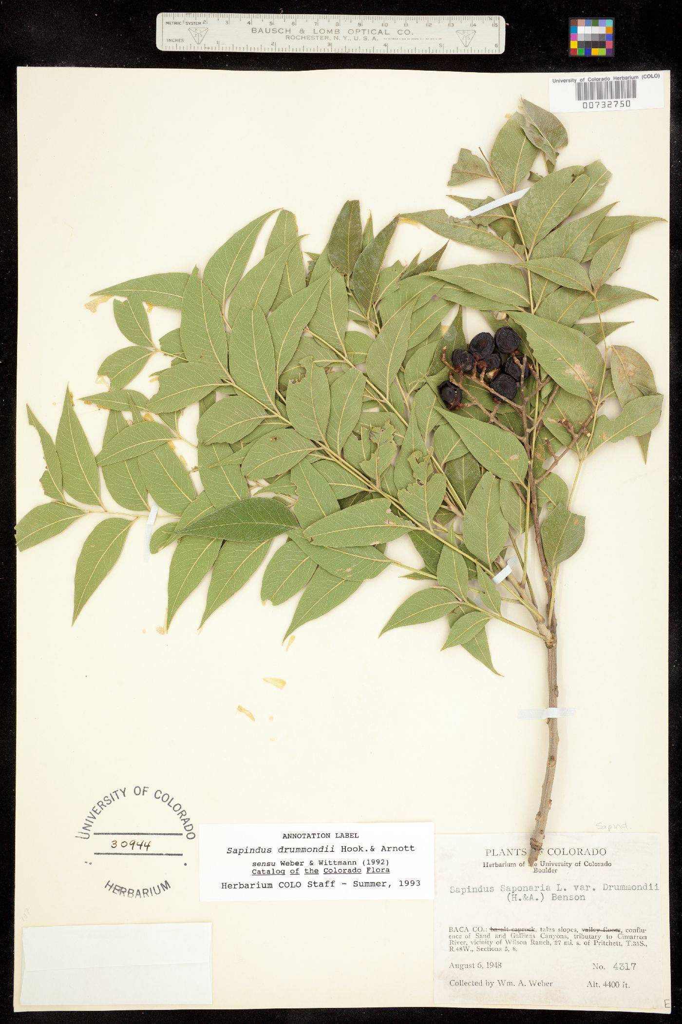 Sapindus saponaria var. drummondii image