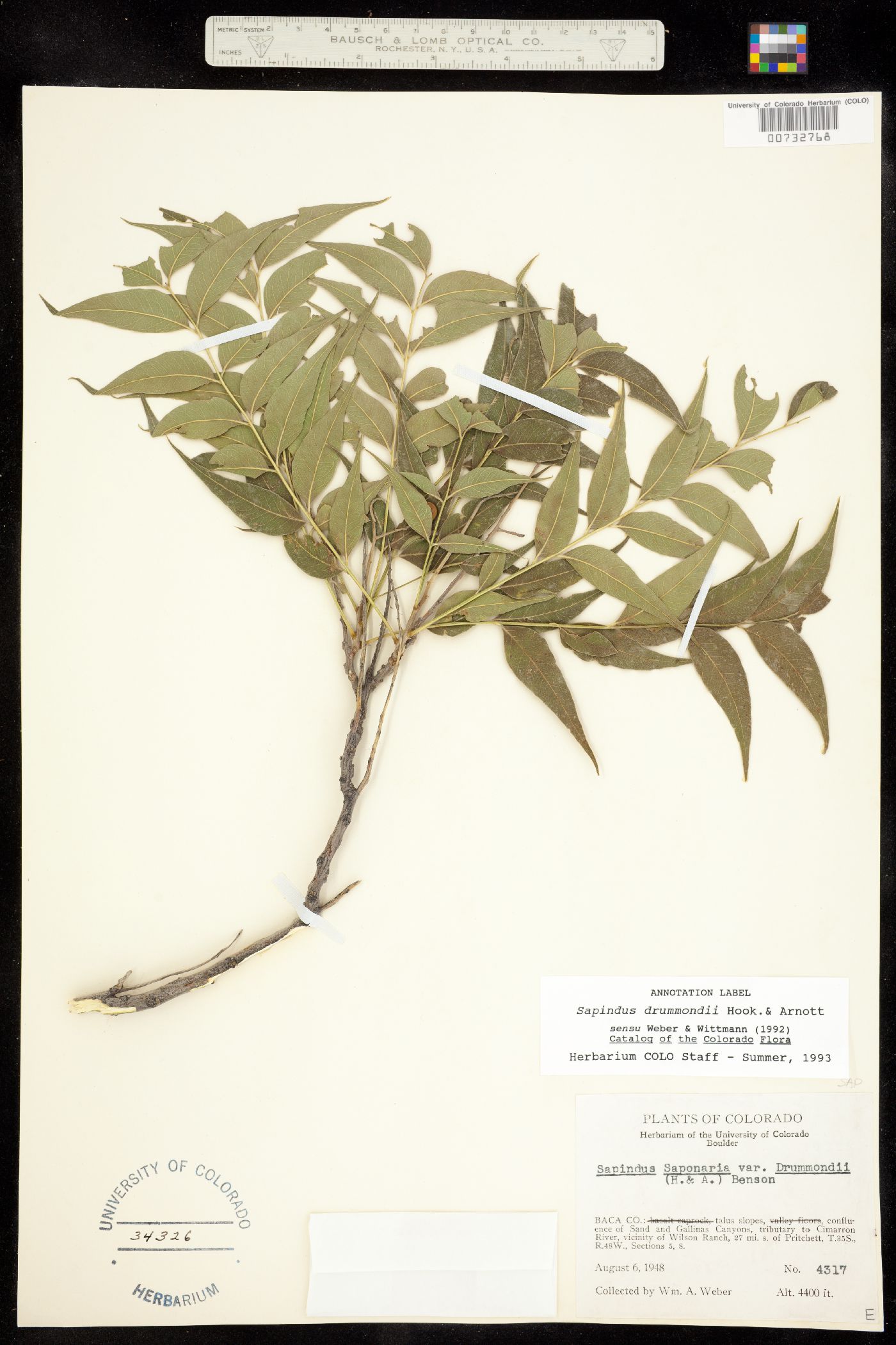 Sapindus saponaria image