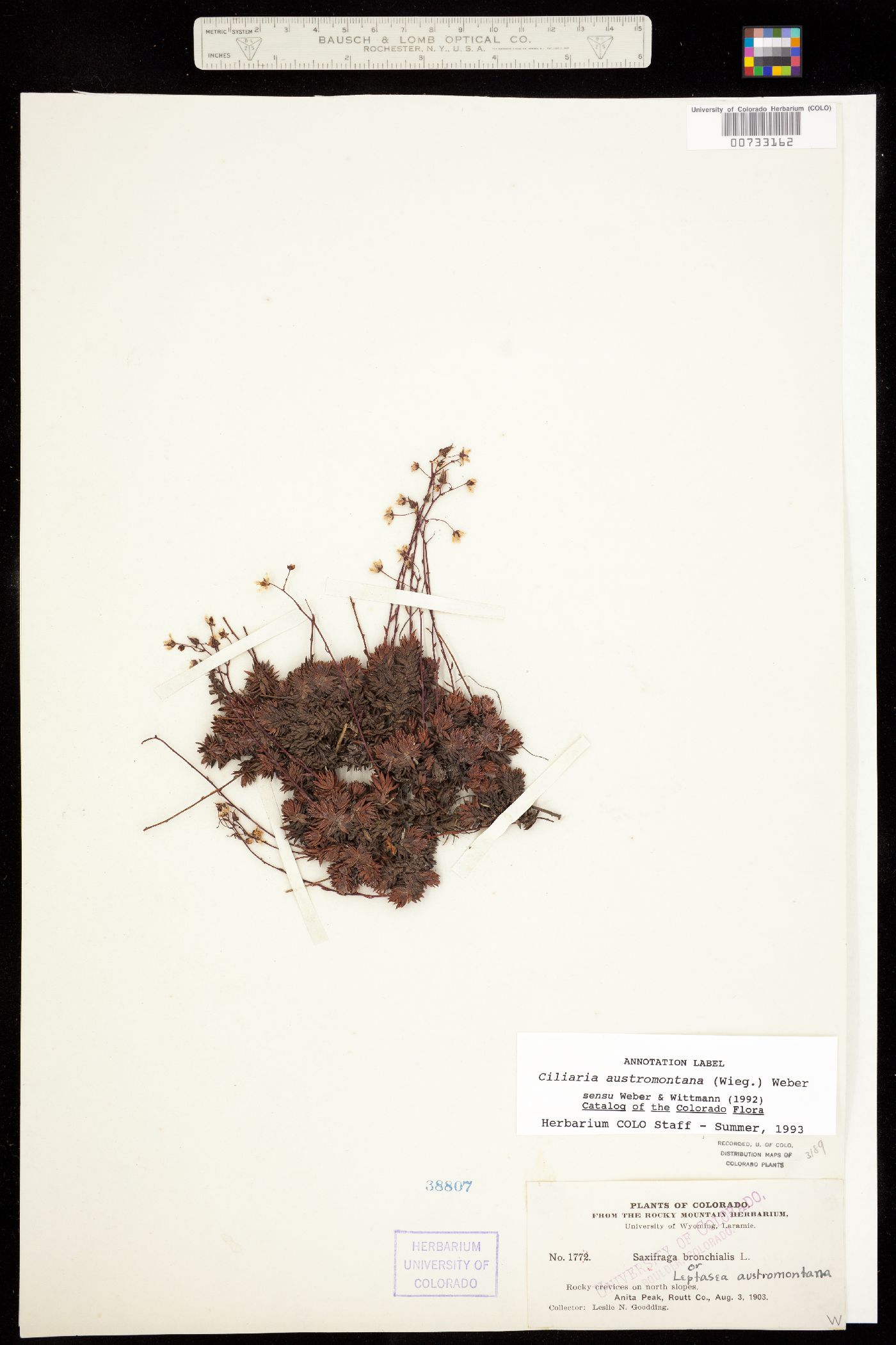 Saxifraga bronchialis ssp. austromontana image