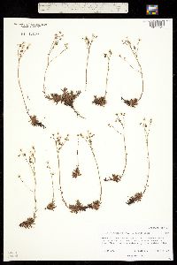 Ciliaria austromontana image