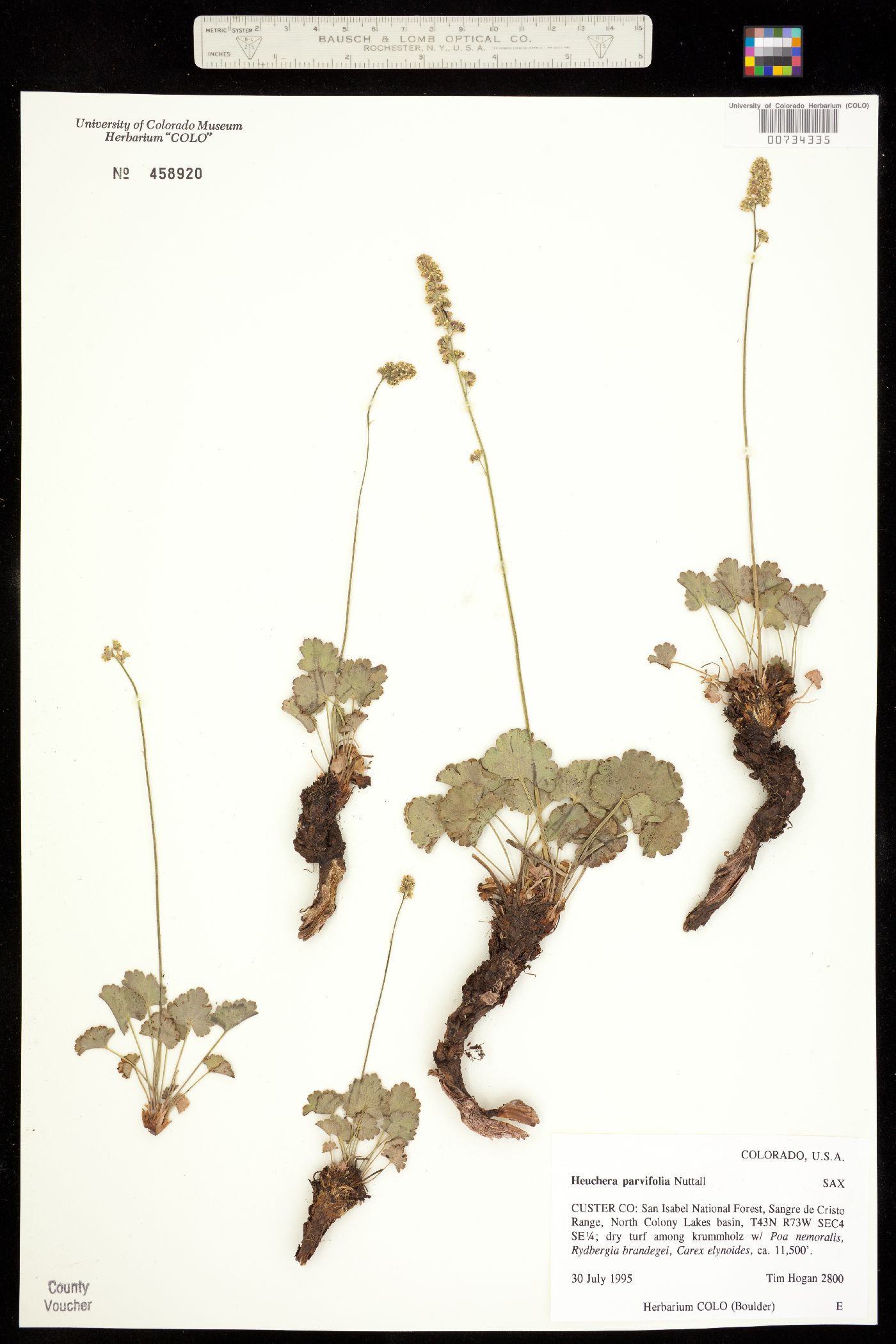 Heuchera parvifolia image