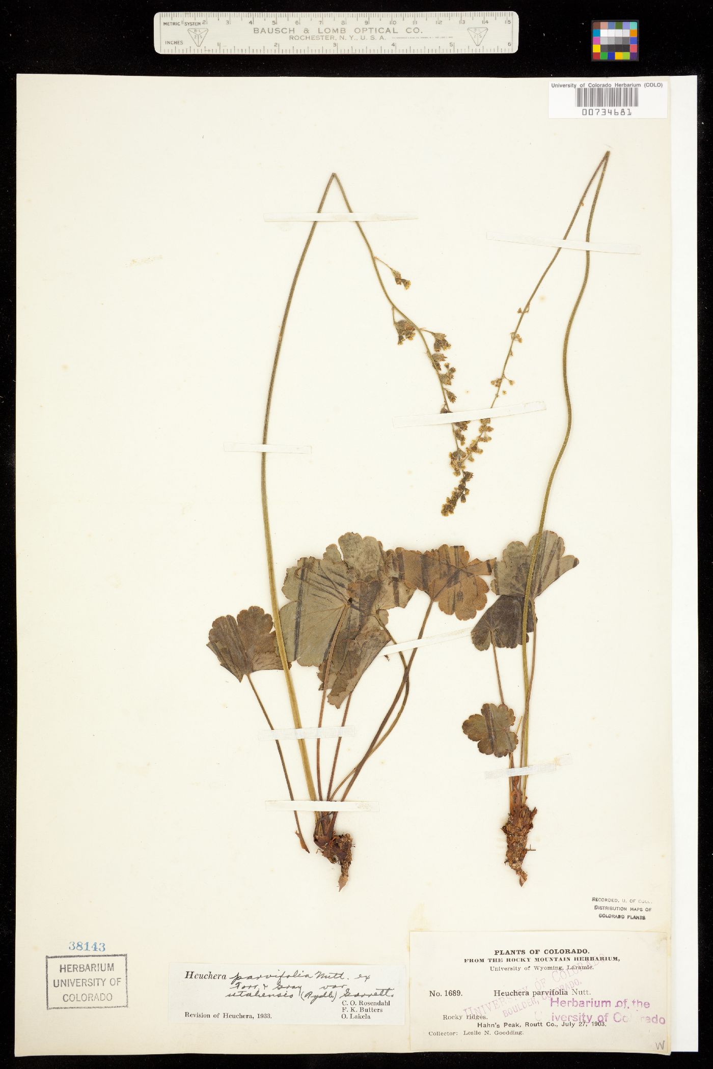 Heuchera parvifolia image