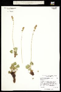Heuchera parvifolia var. nivalis image
