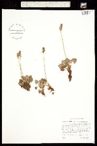 Heuchera parvifolia var. nivalis image