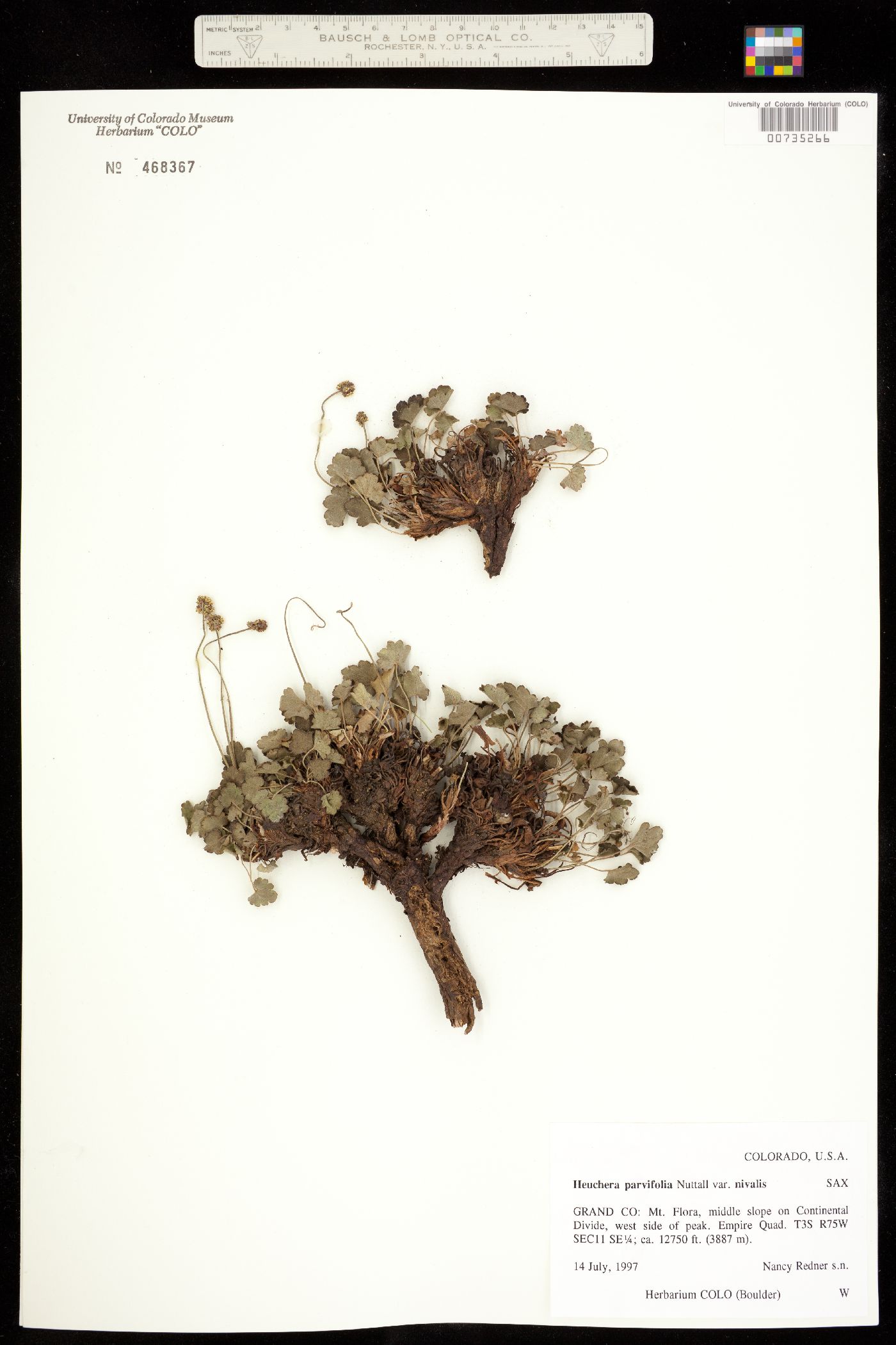 Heuchera parvifolia image
