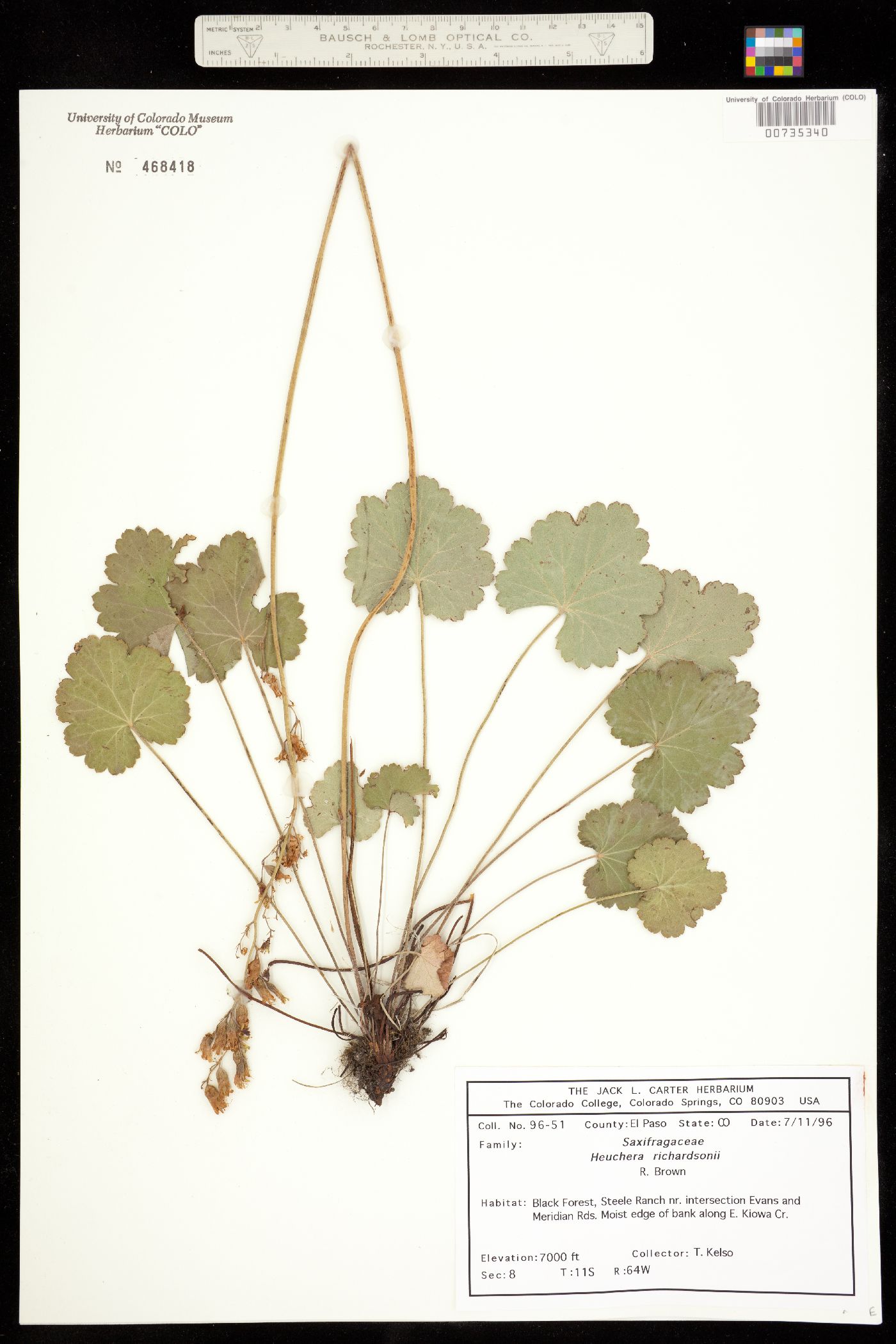 Heuchera richardsonii image