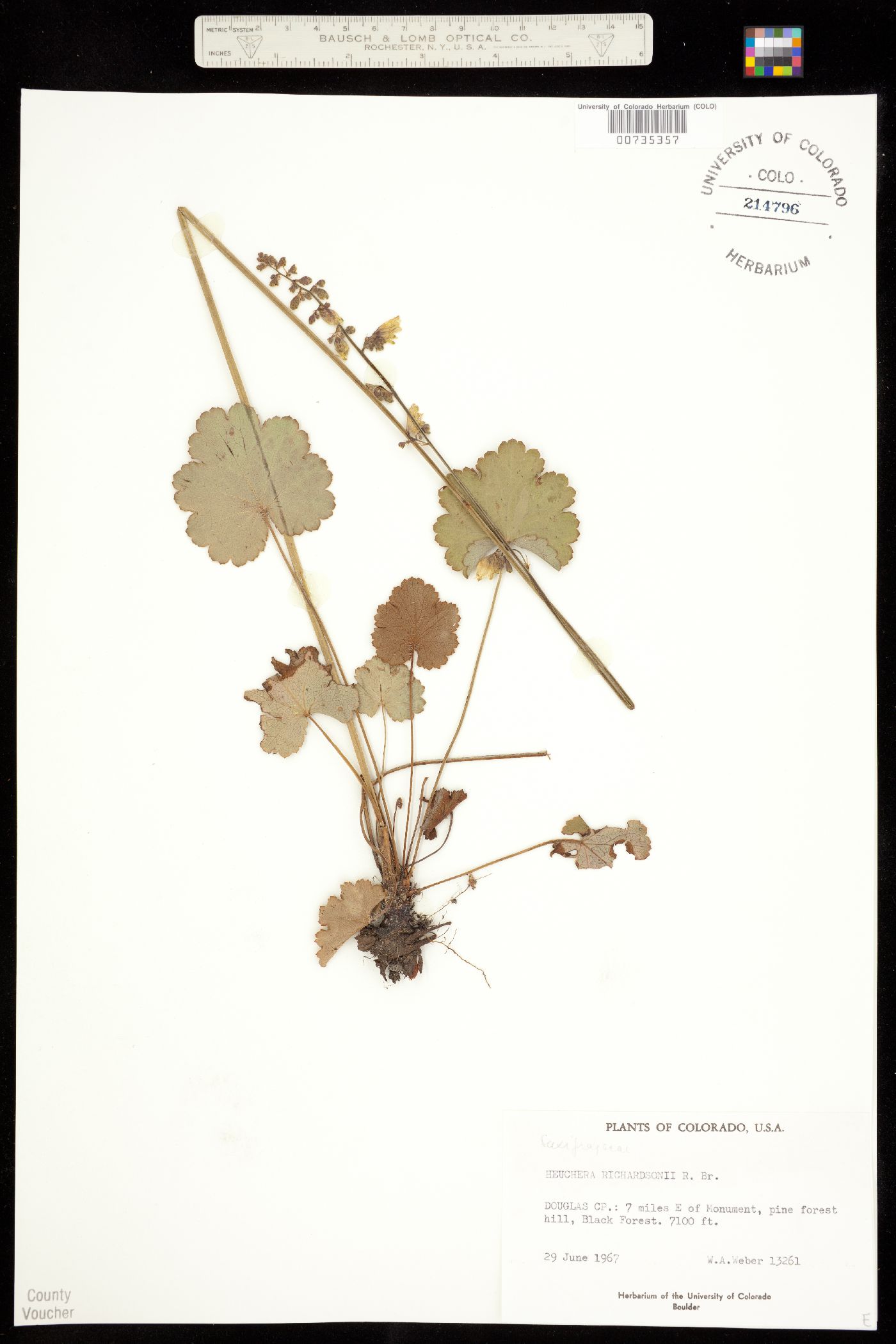 Heuchera richardsonii image