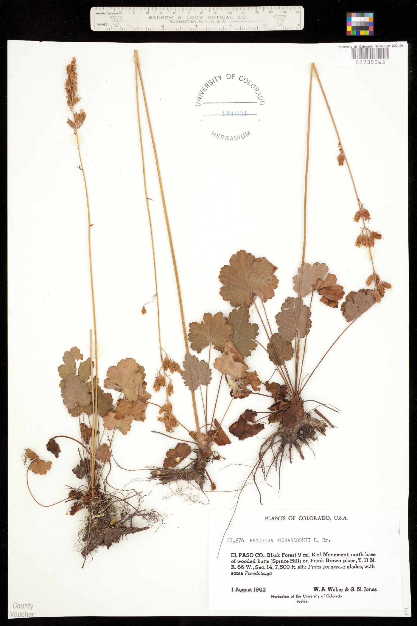 Heuchera richardsonii image