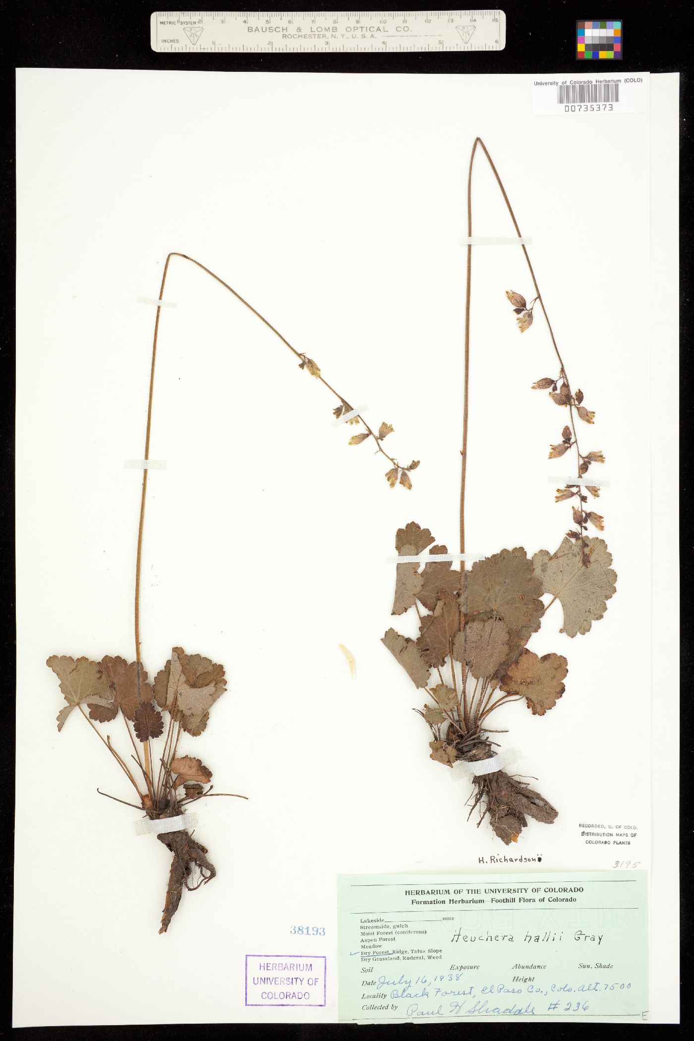 Heuchera richardsonii image