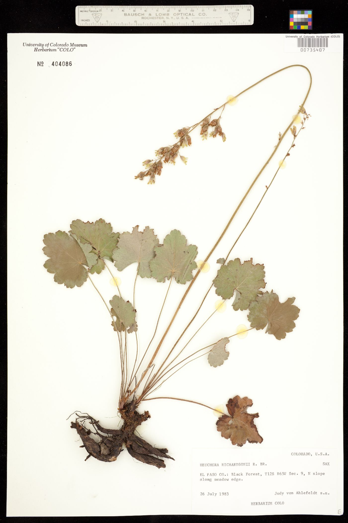 Heuchera richardsonii image