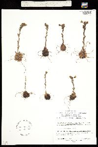 Saxifraga flagellaris ssp. crandallii image