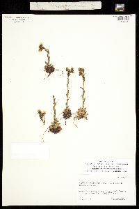 Saxifraga flagellaris subsp. crandallii image