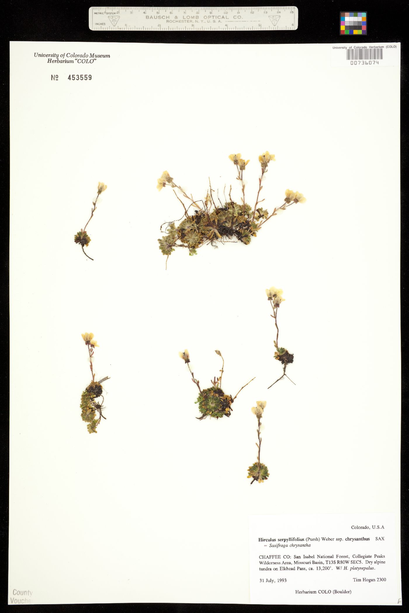 Saxifraga chrysantha image