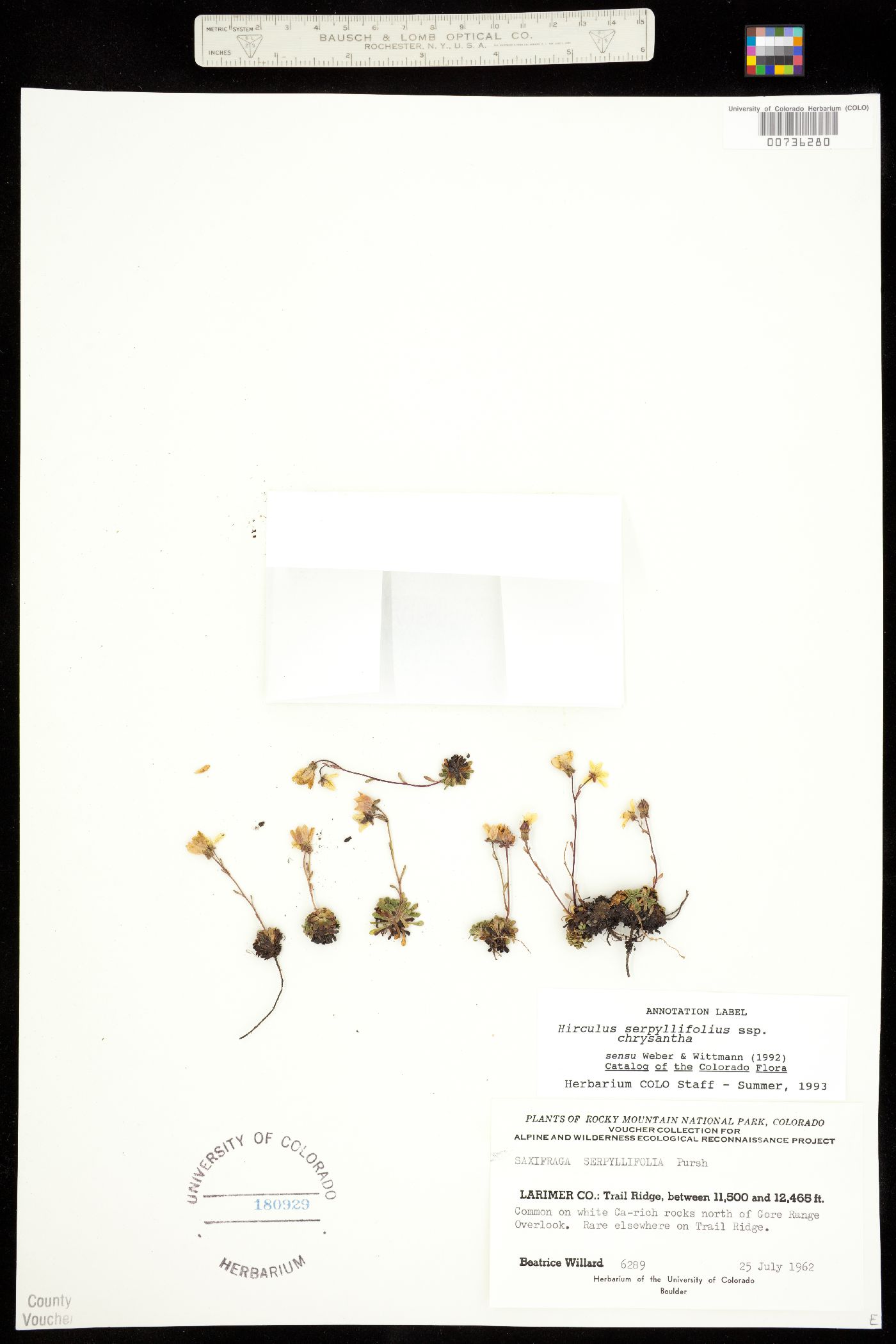Saxifraga chrysantha image