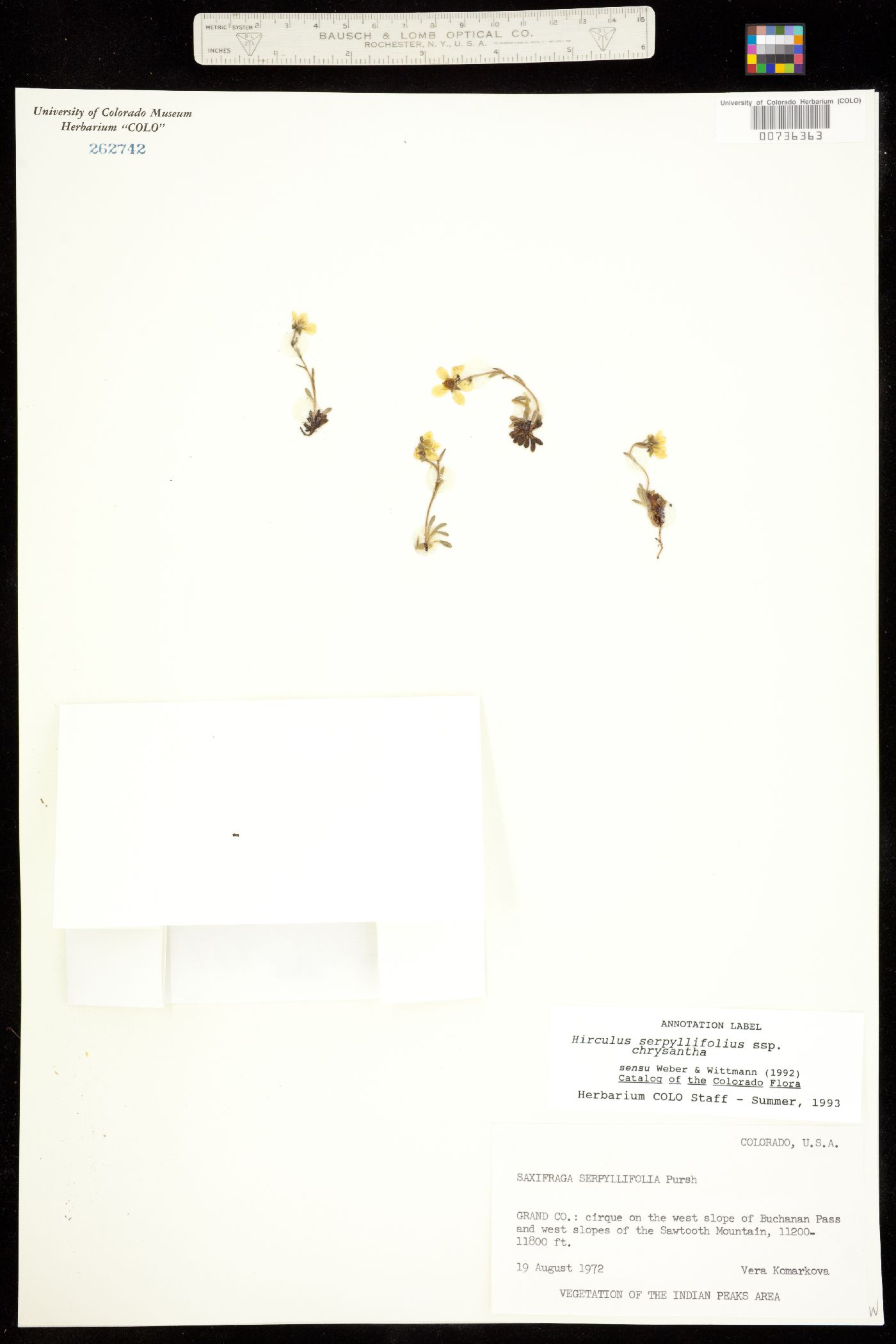 Saxifraga chrysantha image