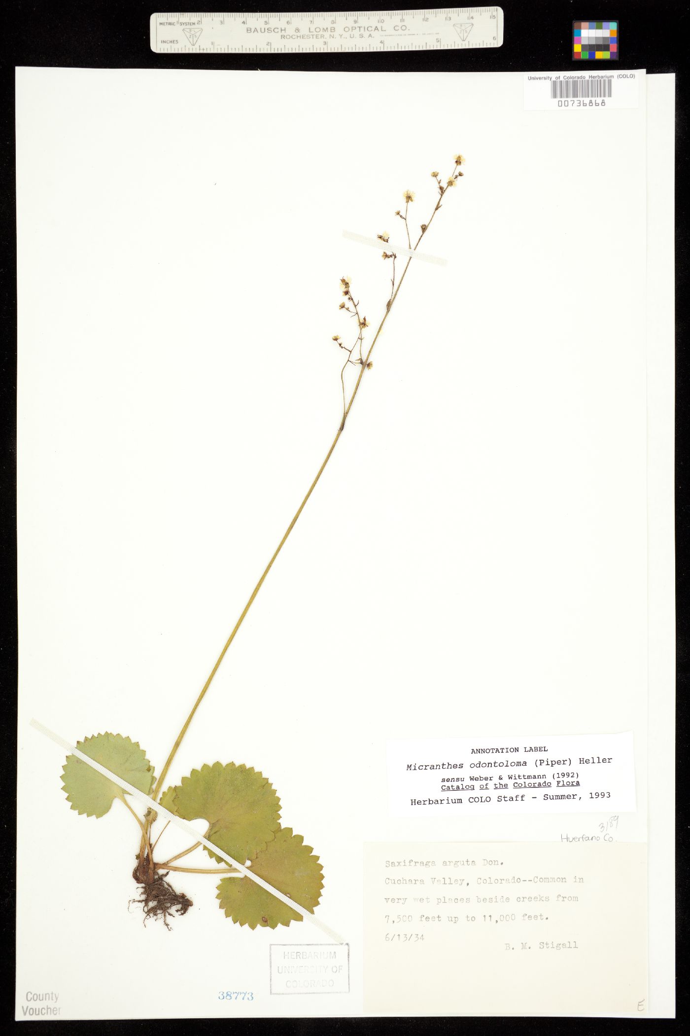 Micranthes odontoloma image