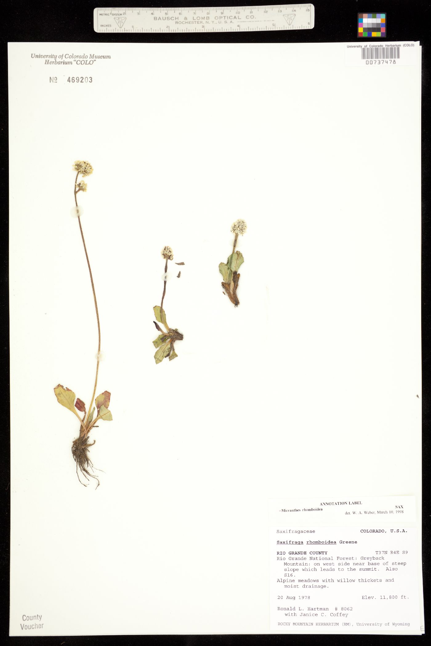 Micranthes rhomboidea image