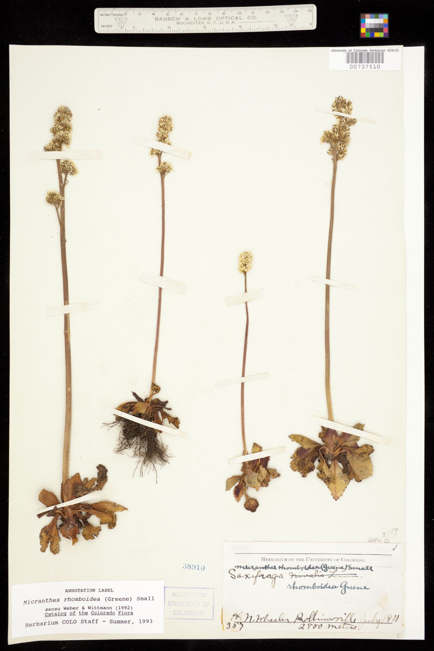 Micranthes rhomboidea image