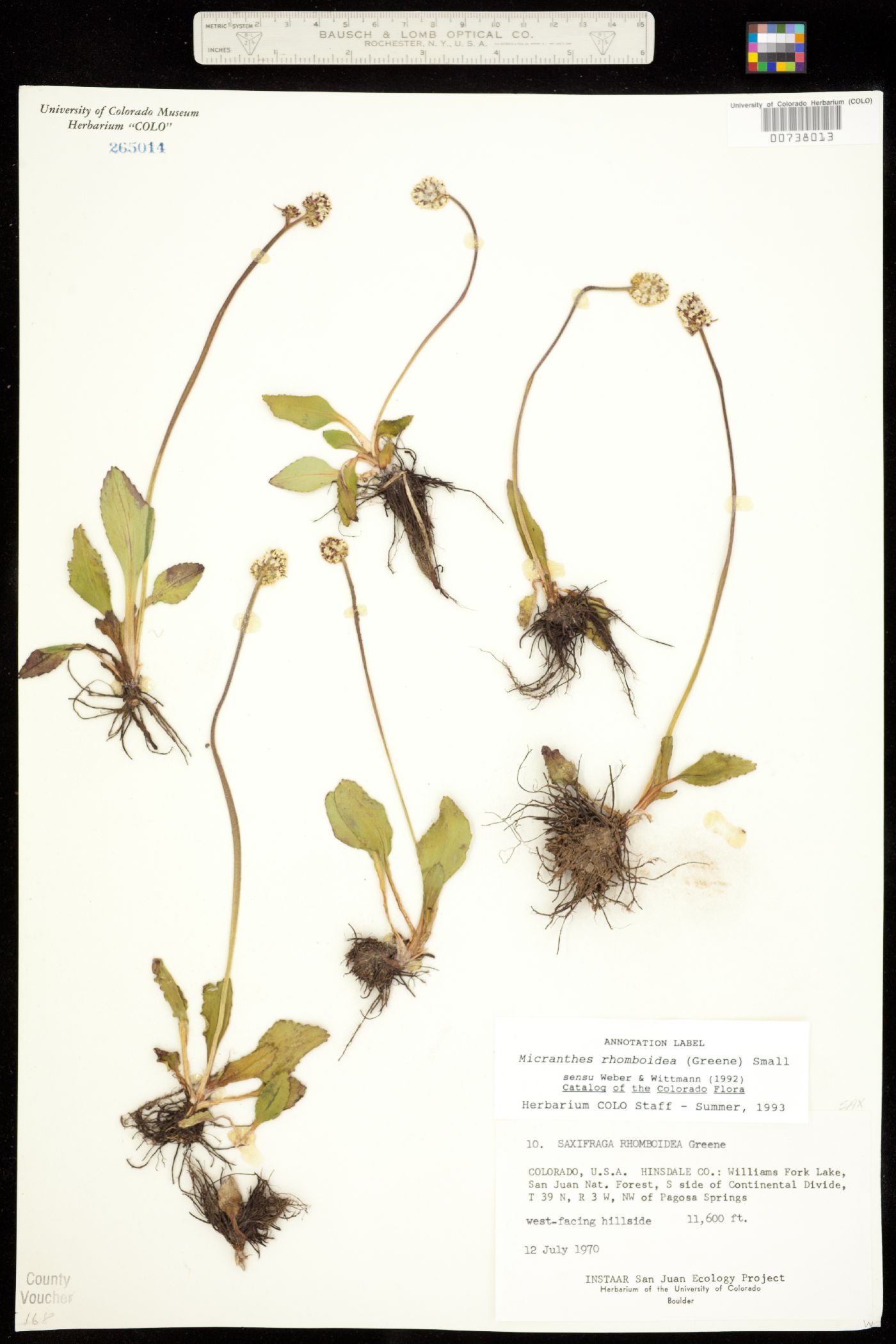 Micranthes image
