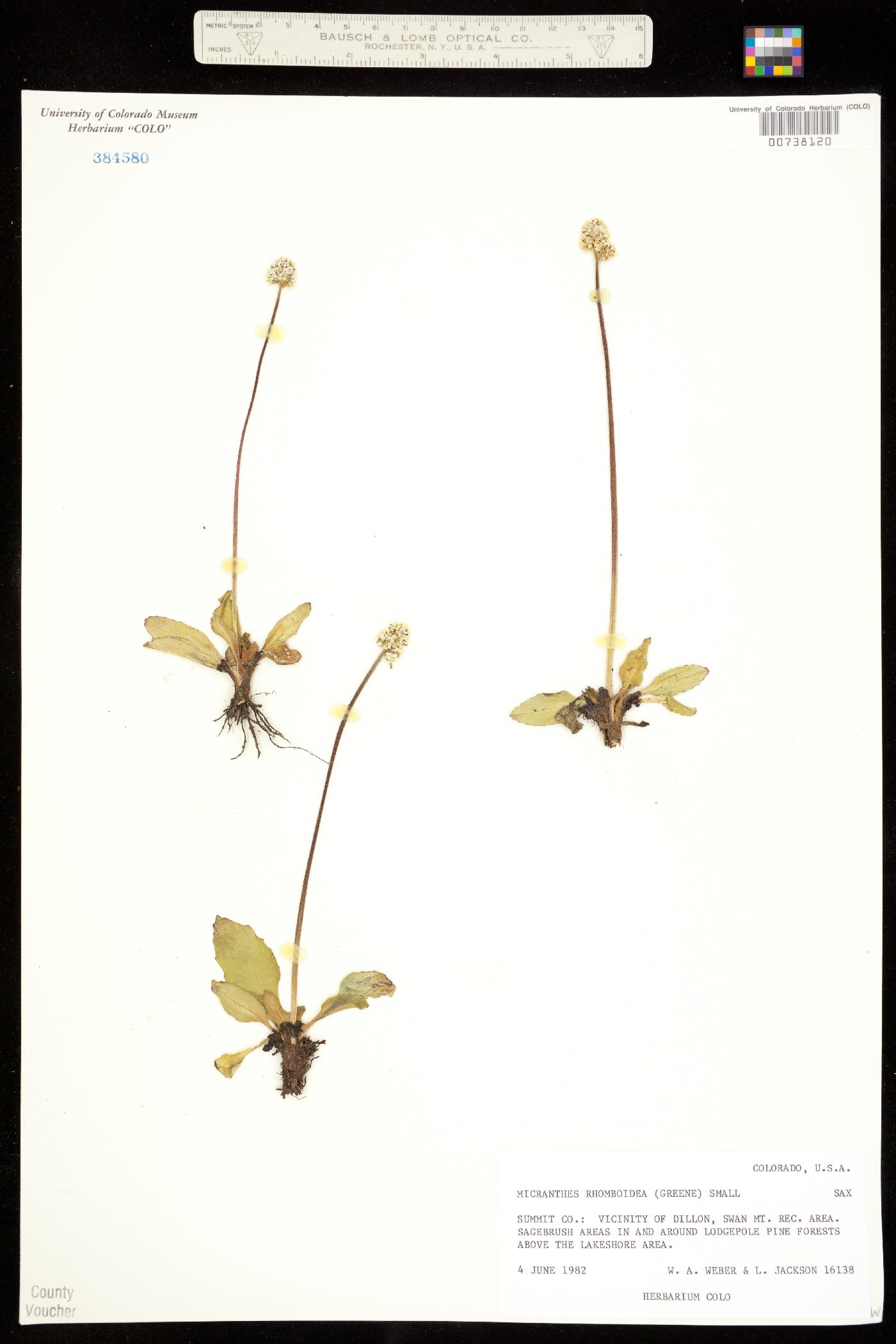 Micranthes rhomboidea image