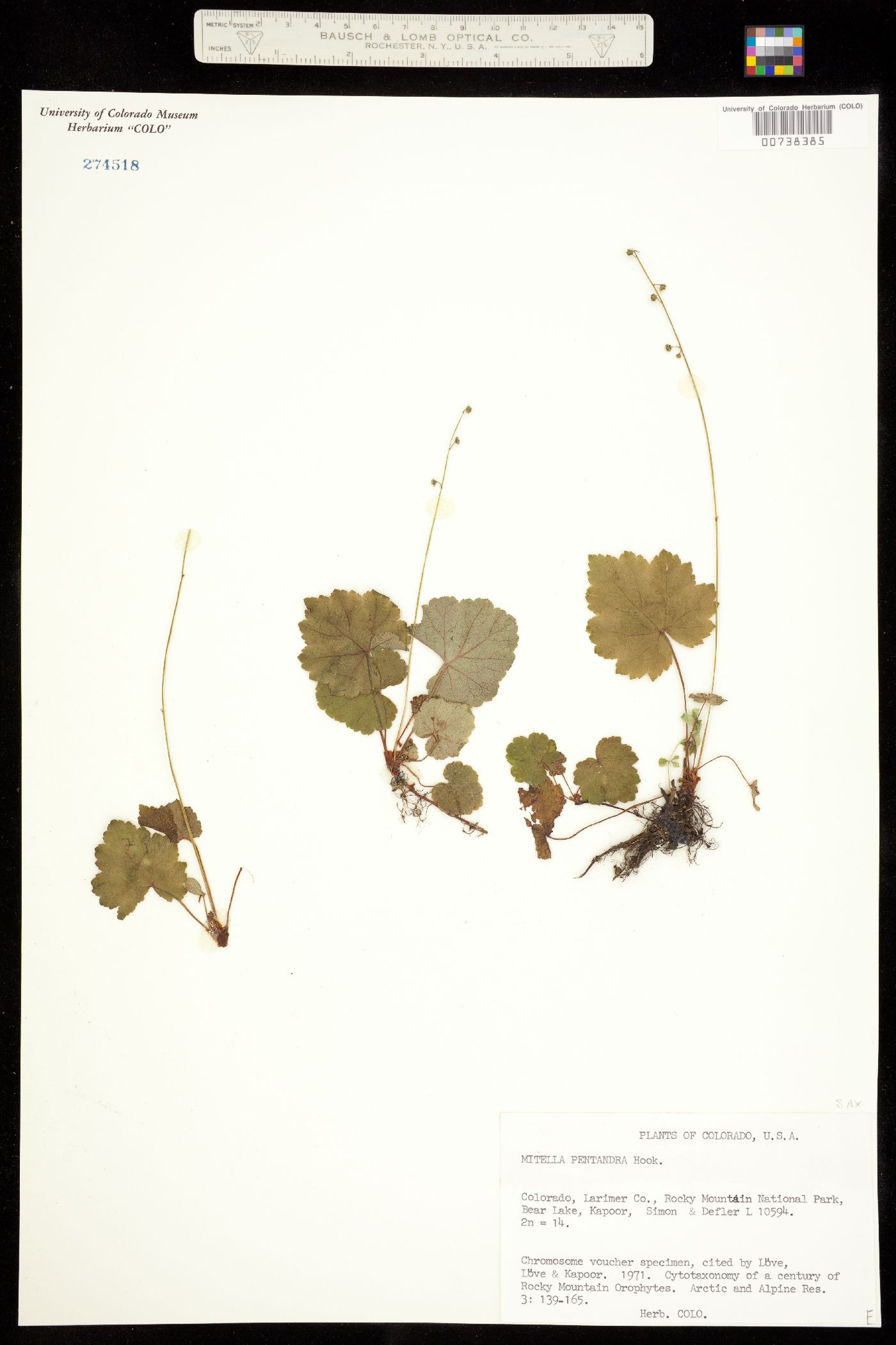 Mitella pentandra image
