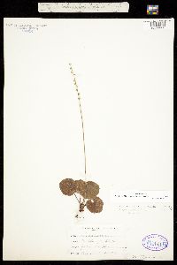 Mitella stauropetala var. stenopetala image