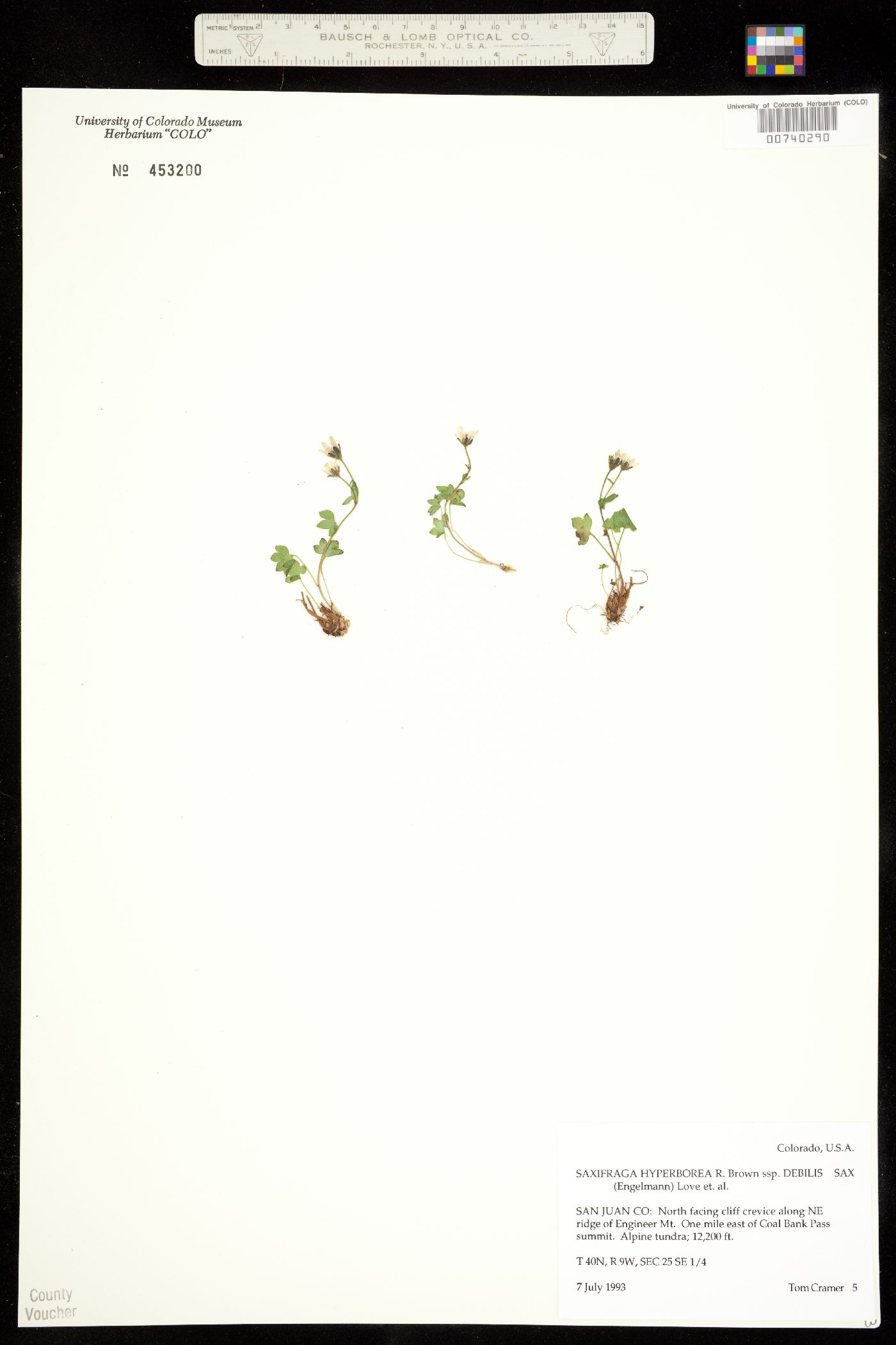 Saxifraga debilis image