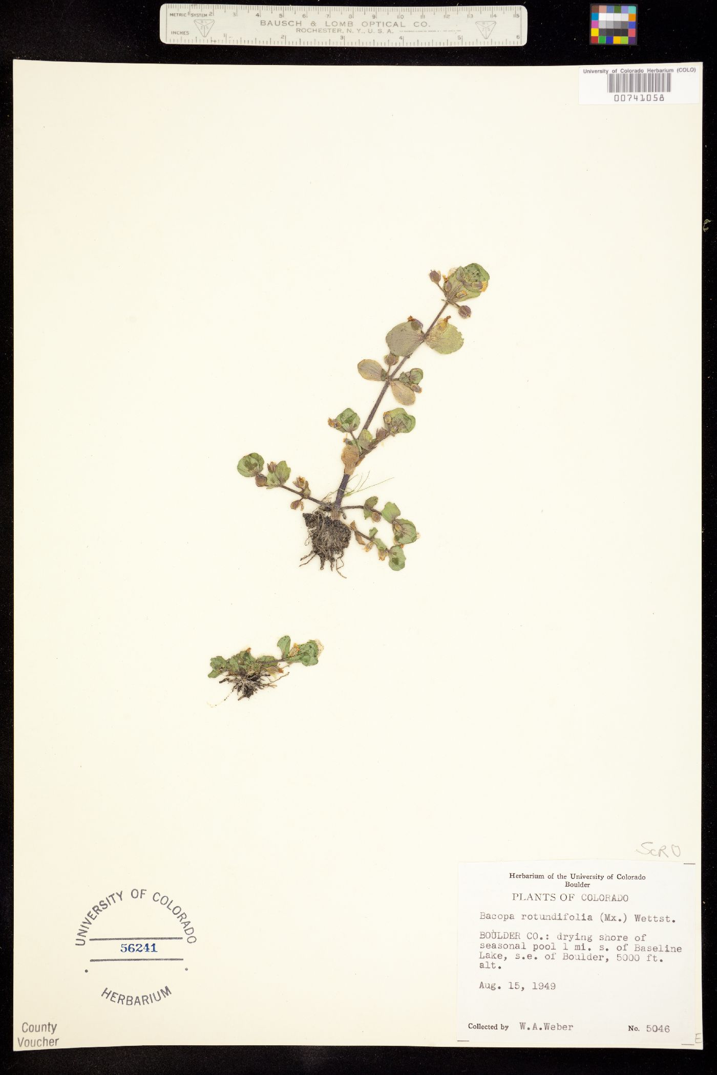 Bacopa image