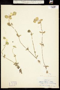 Image of Bacopa rotundifolia