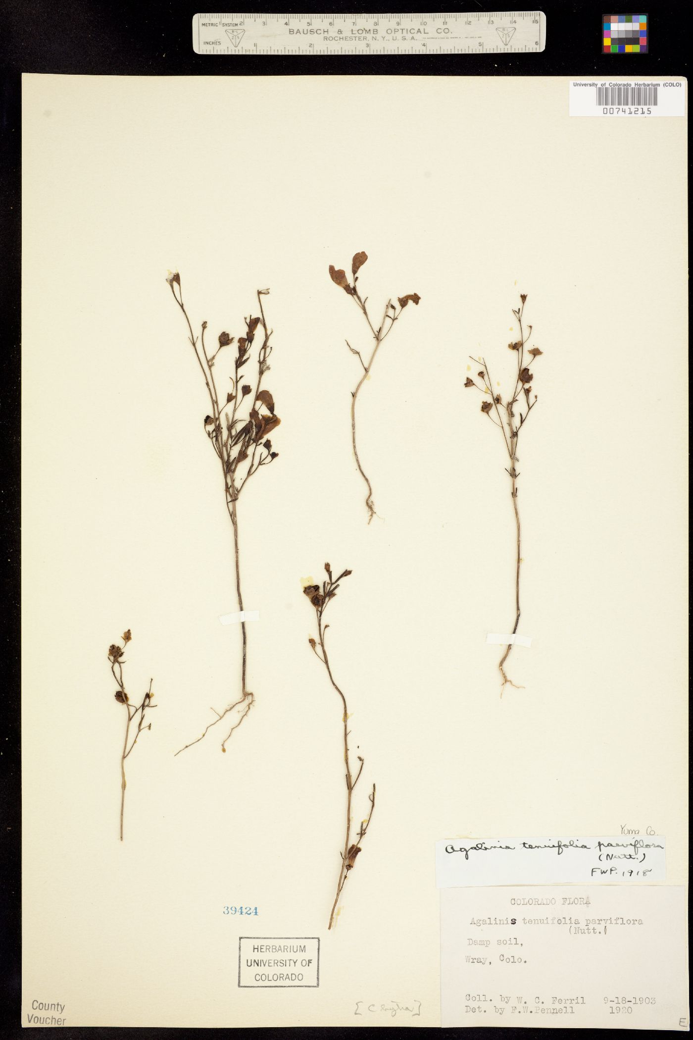 Agalinis tenuifolia image