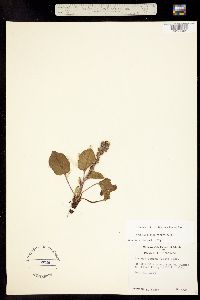 Besseya alpina image