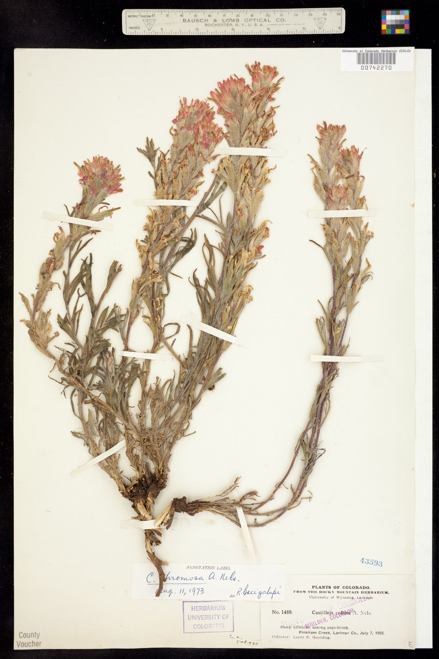 Castilleja angustifolia var. dubia image