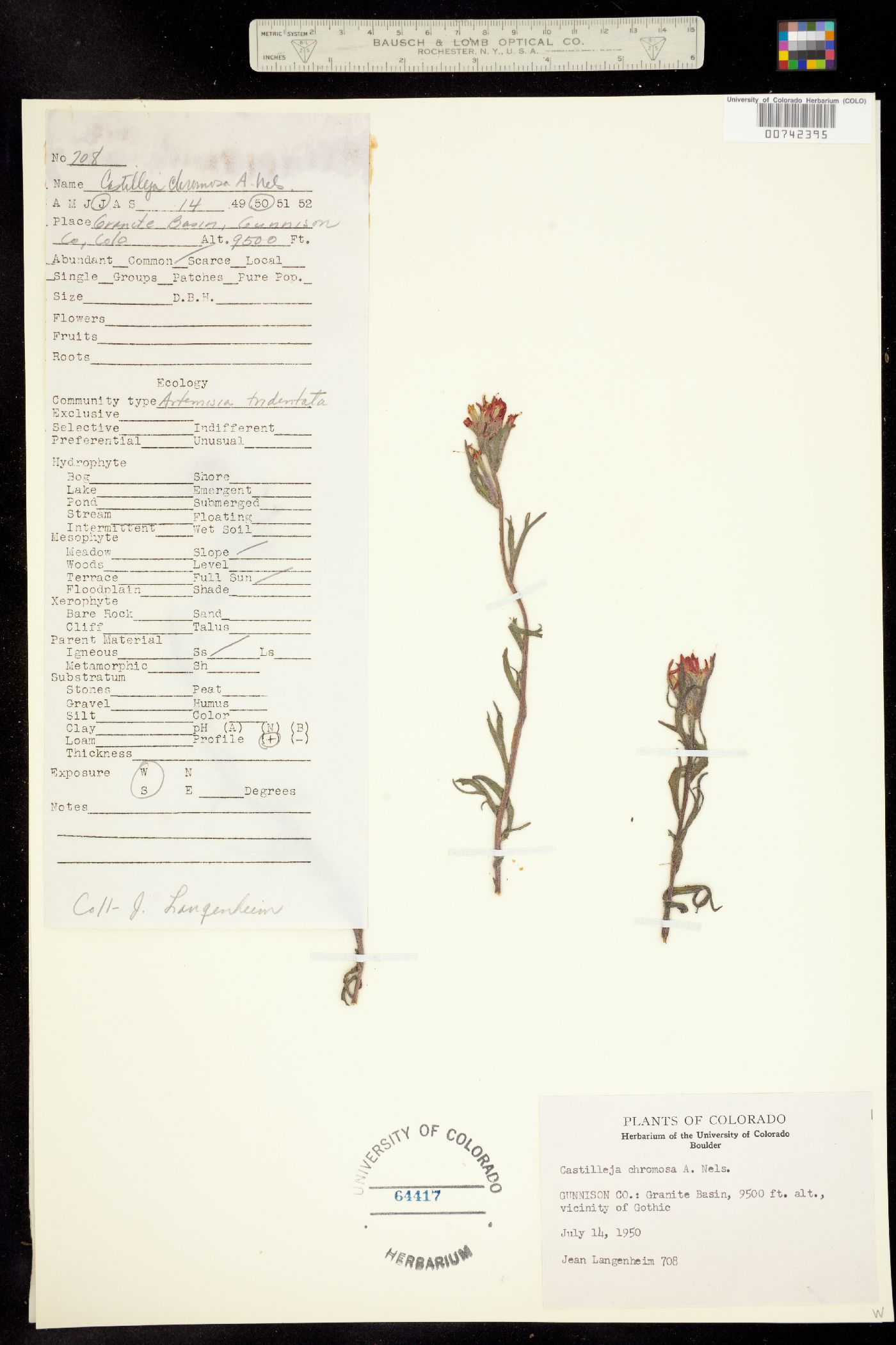 Castilleja angustifolia var. dubia image