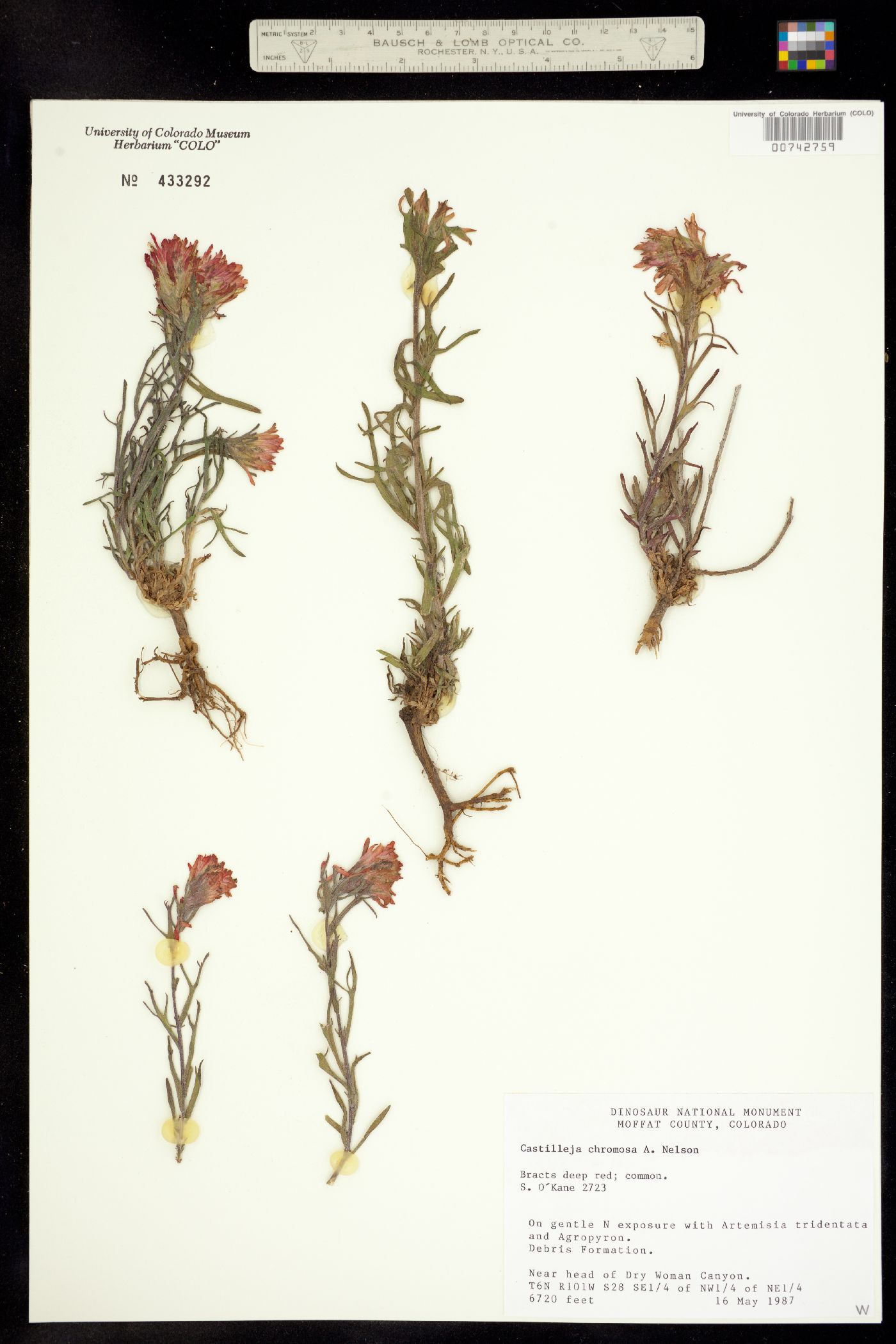 Orobanchaceae image