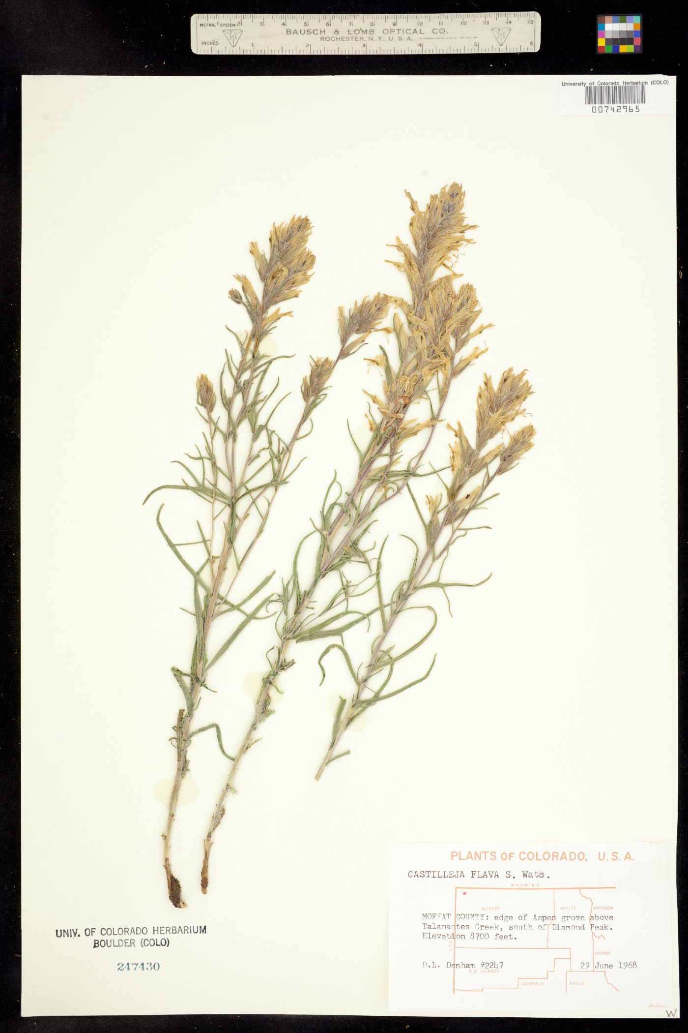 Castilleja flava image