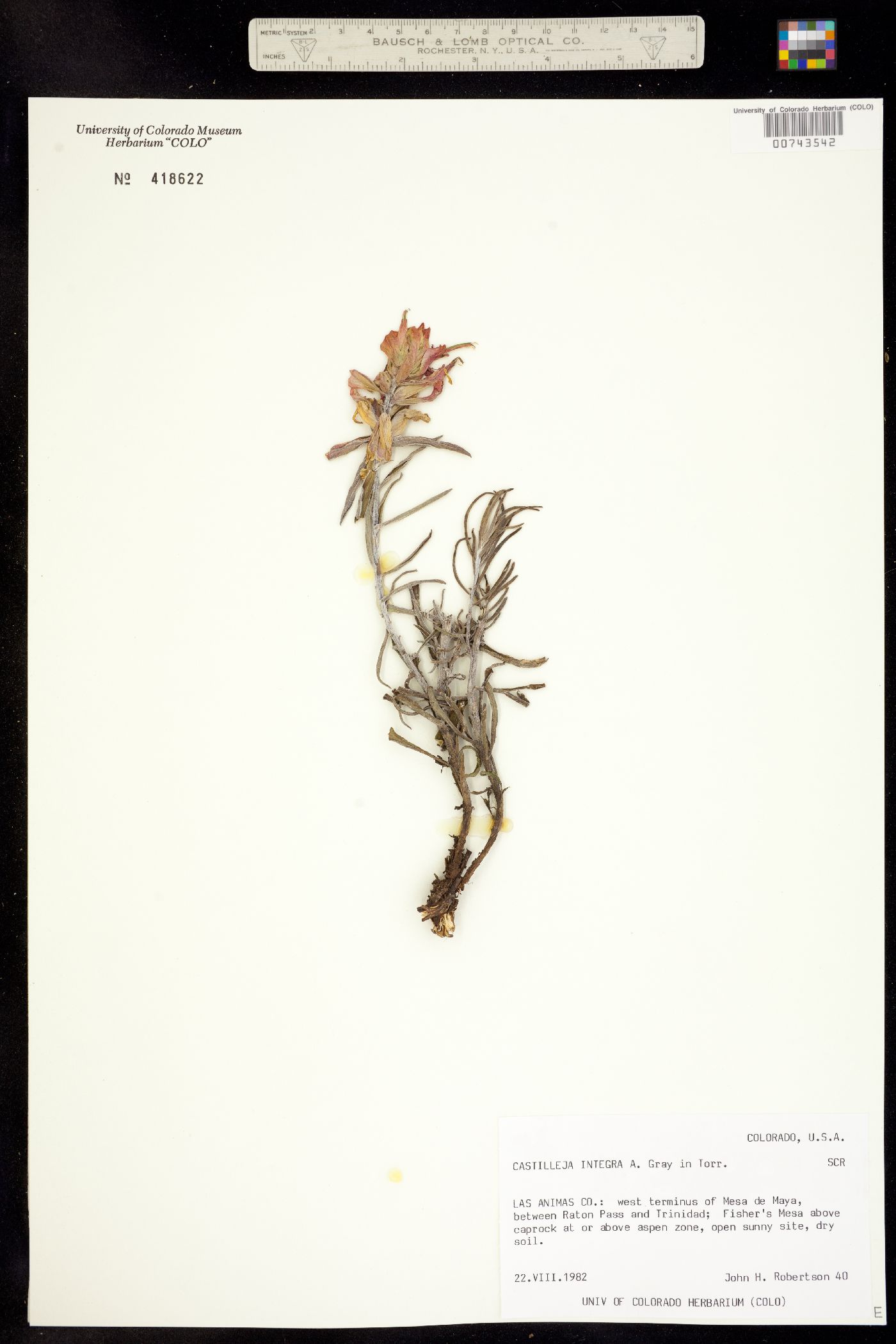 Castilleja image