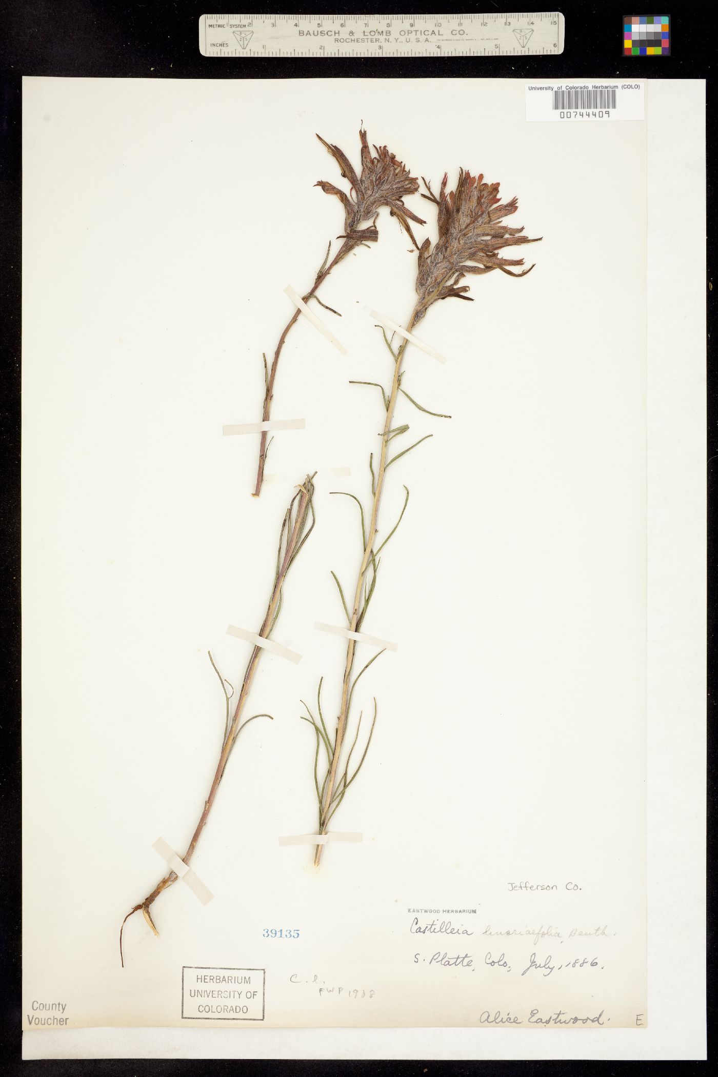 Castilleja linariifolia image