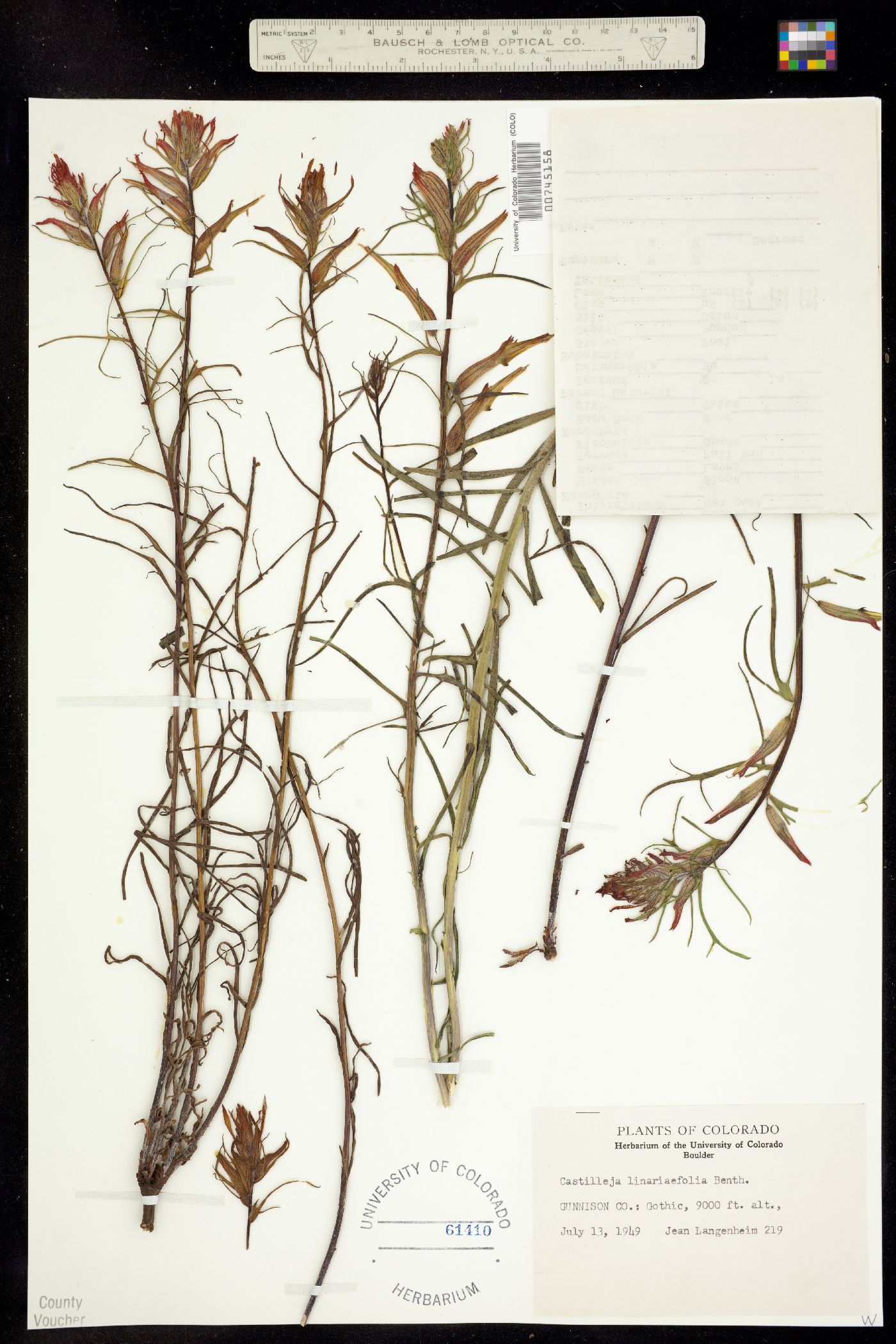 Castilleja linariifolia image