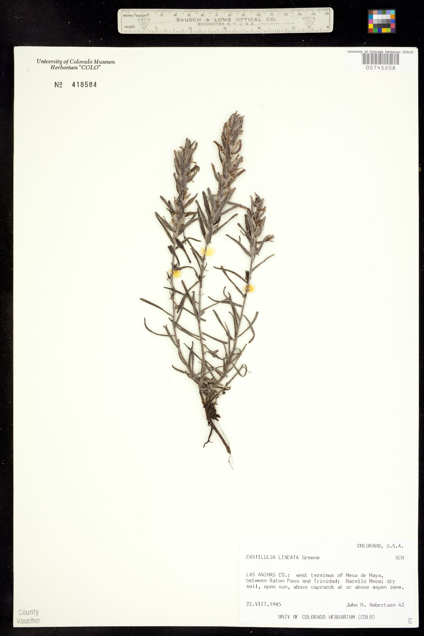 Castilleja lineata image