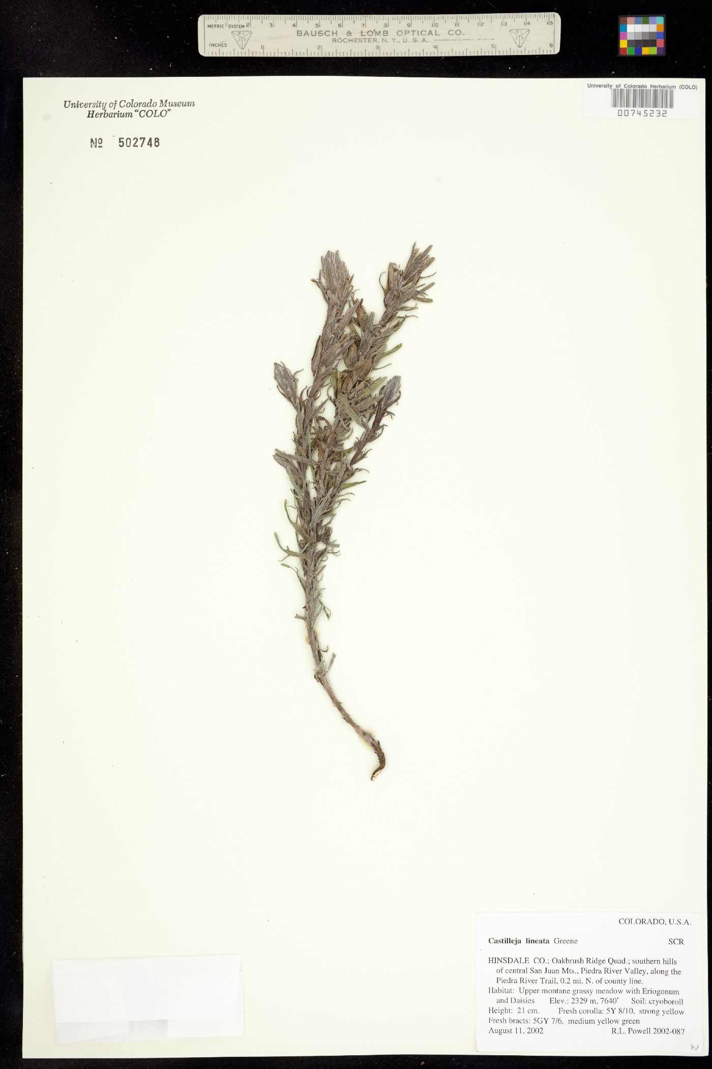 Castilleja lineata image