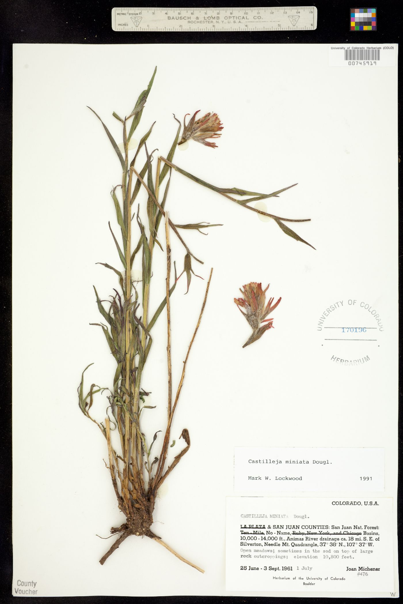 Castilleja miniata image