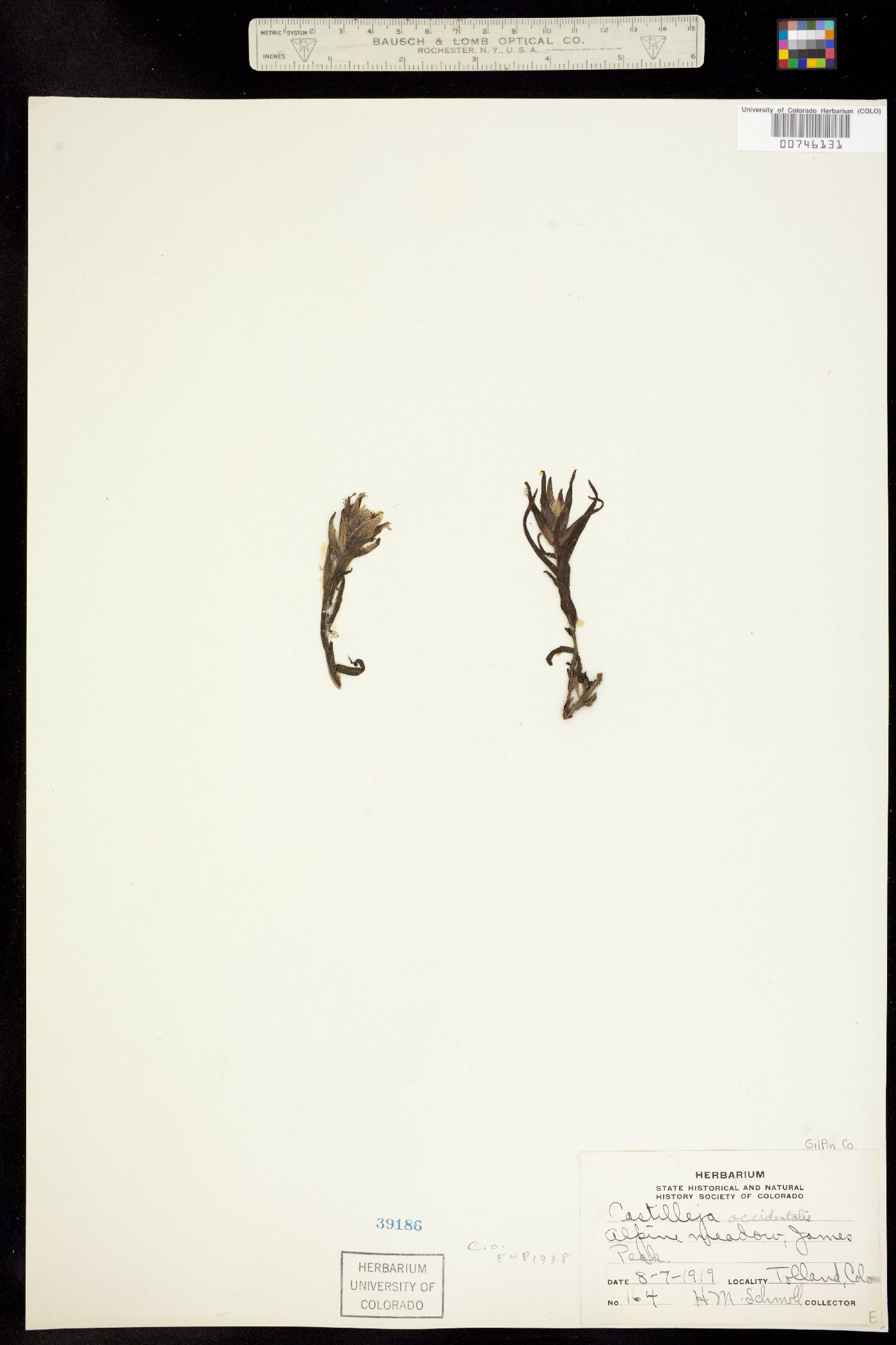 Castilleja occidentalis image