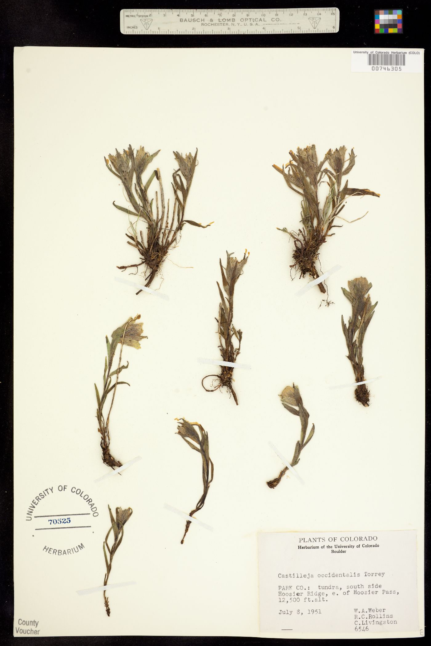Castilleja occidentalis image