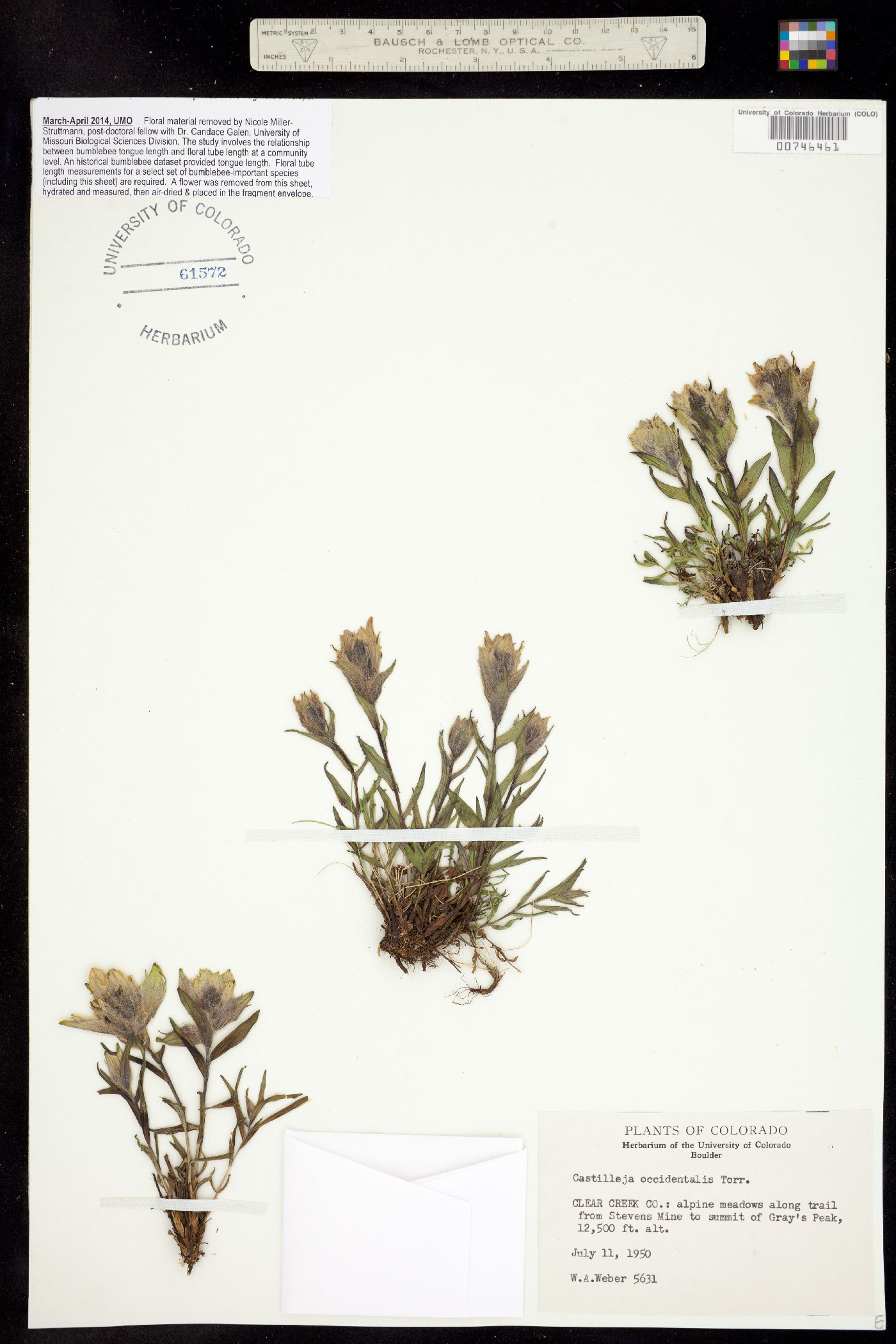 Castilleja occidentalis image